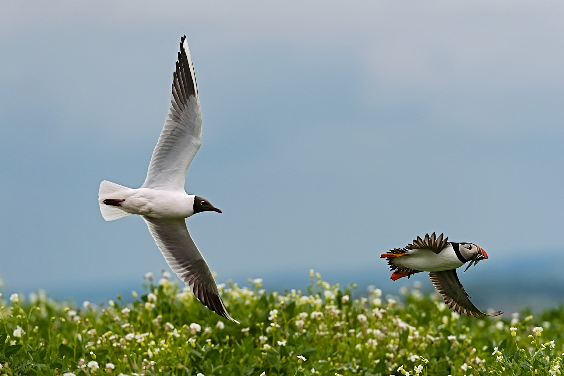 All'inseguimento di un puffin