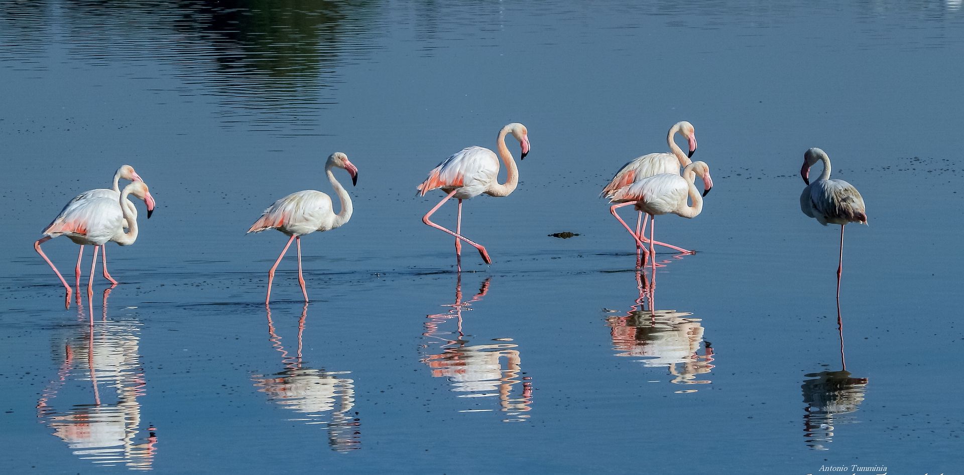 Pink Flamingos. A beautiful moment caught