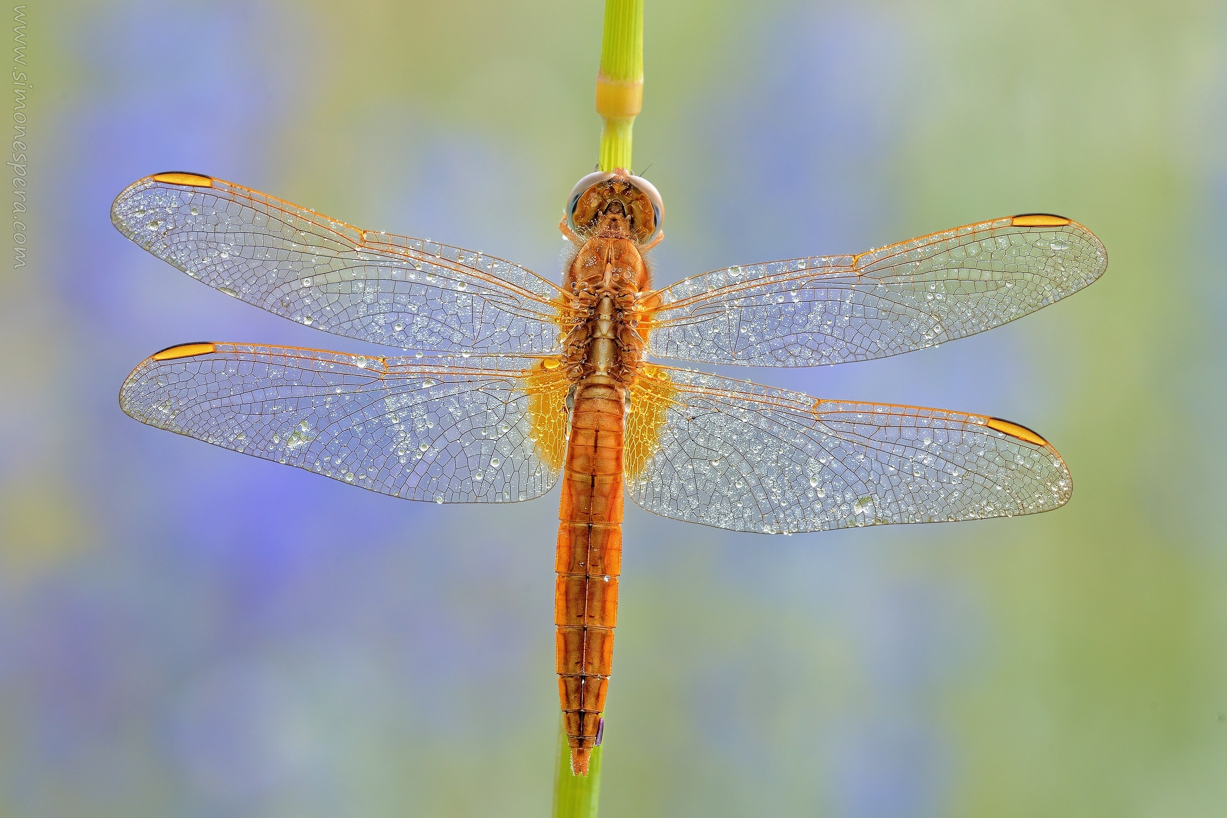Crocothemis Erythraea (brullé, 1832)