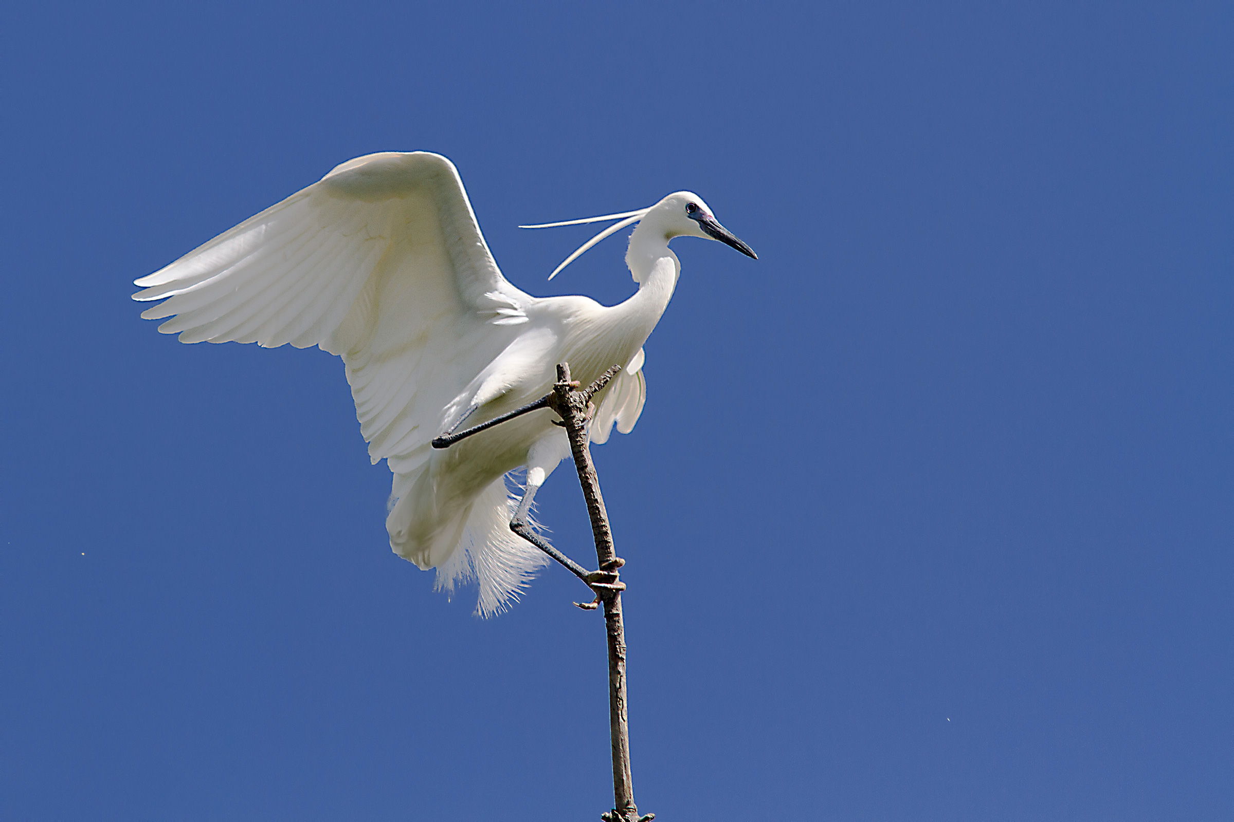 Garzetta Campionessa Olimpica di salto con l' asta