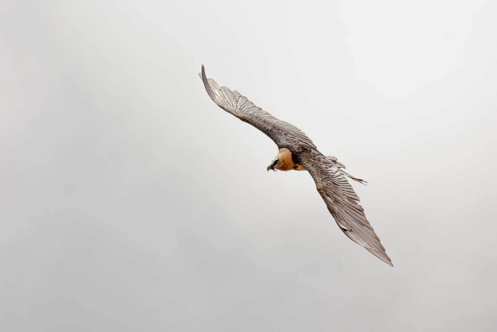 Bearded Vulture