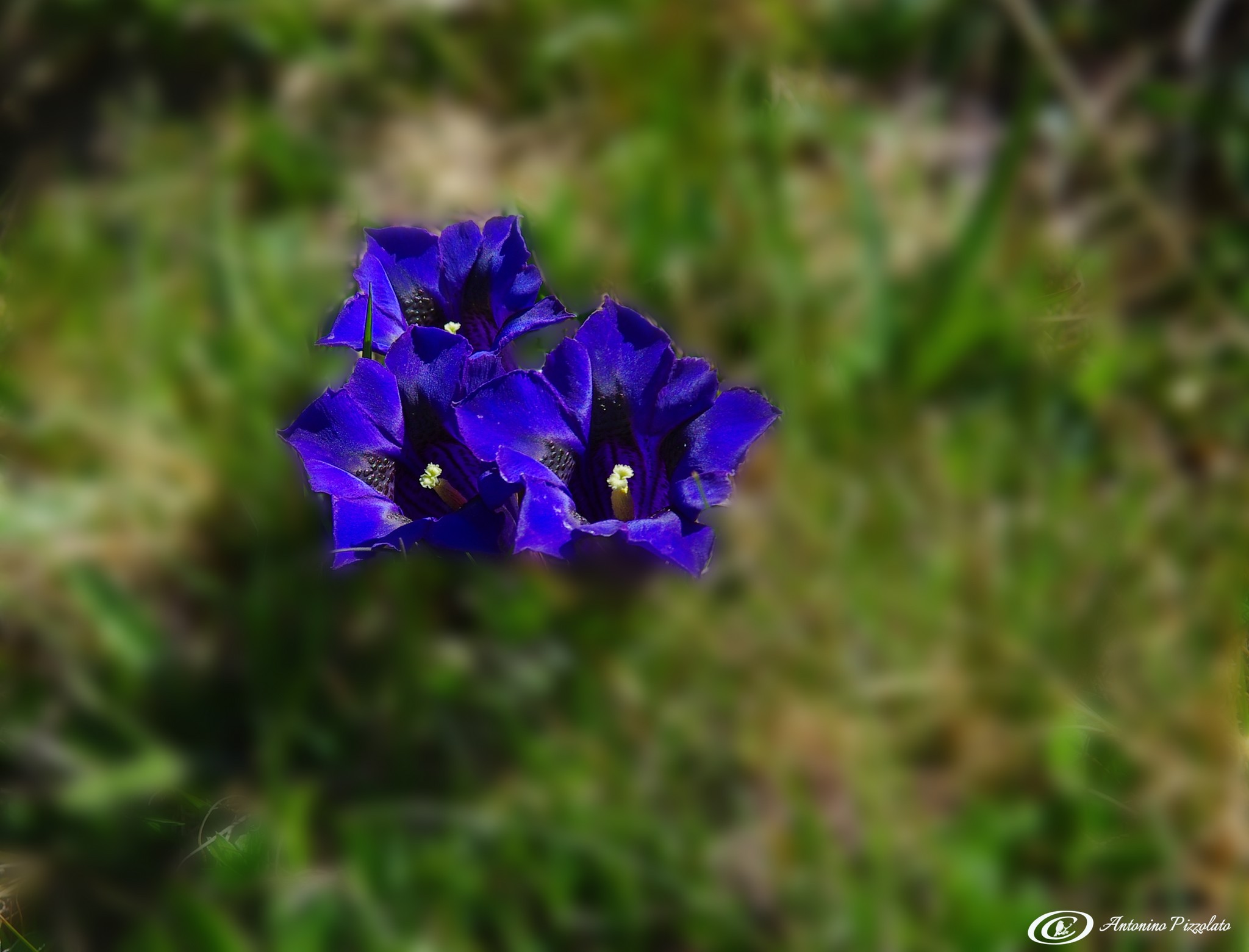 In the blue painted blue