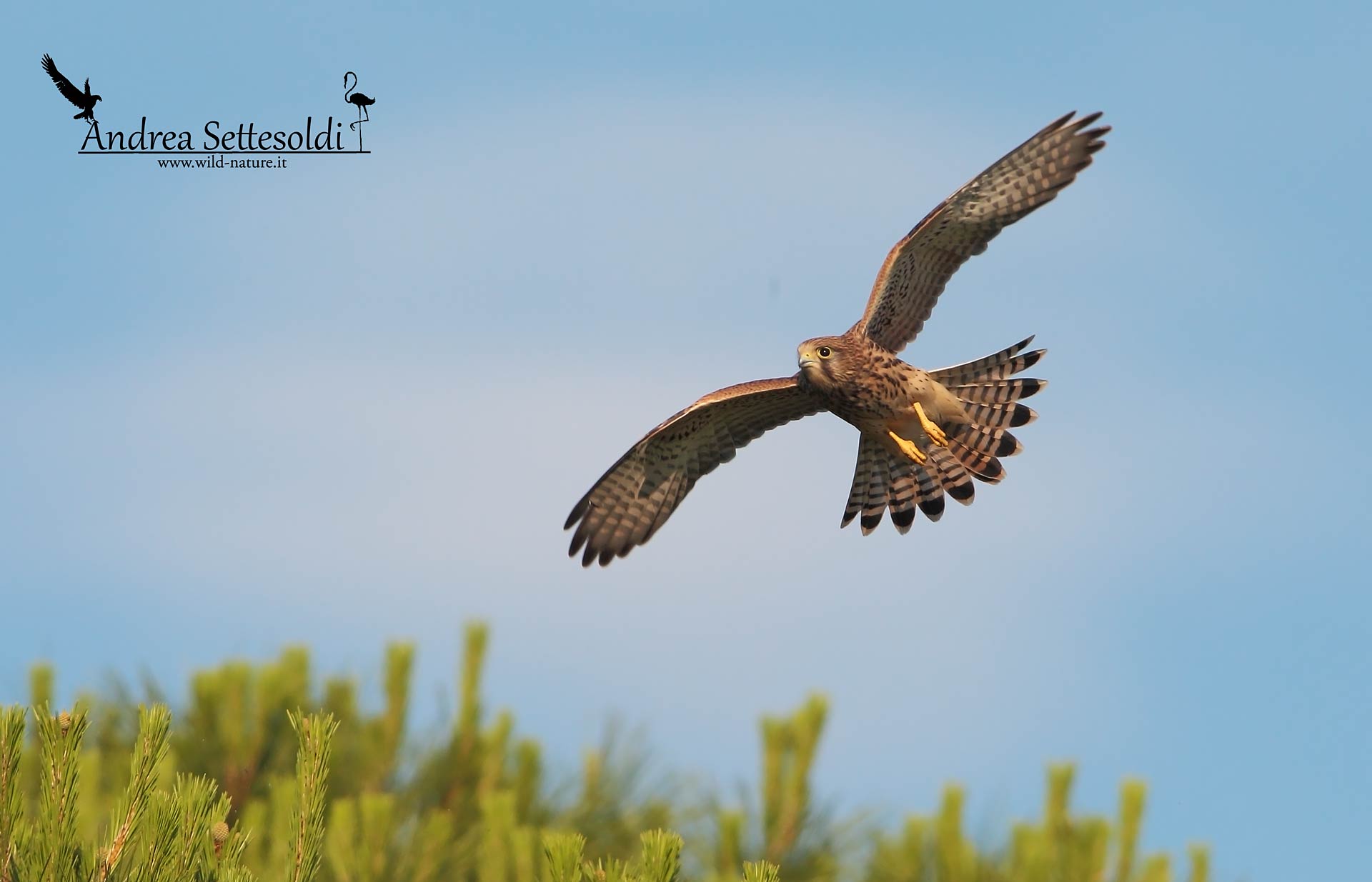 Involo giovane gheppio