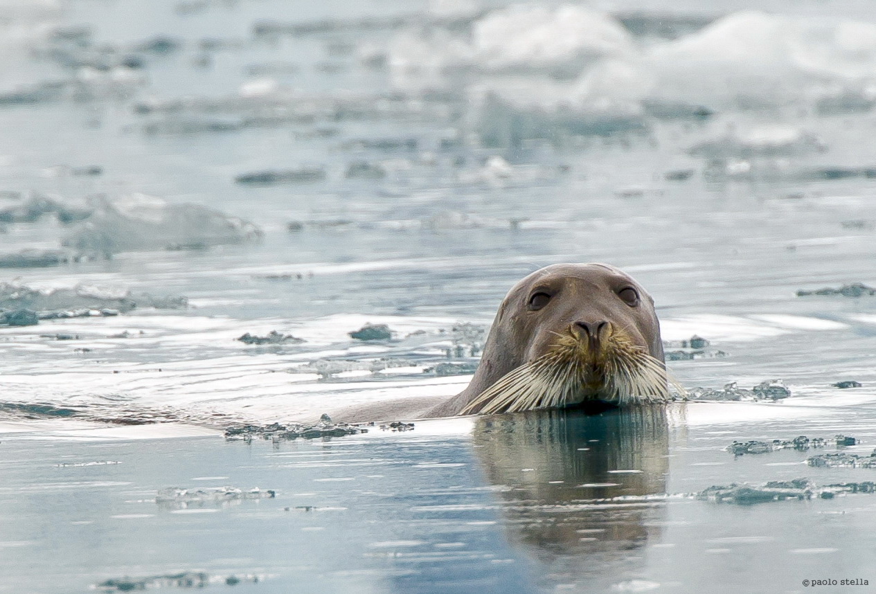 Arctic seal