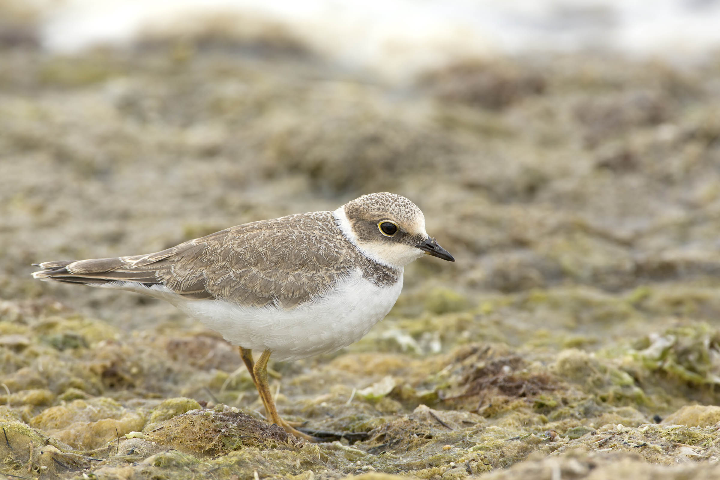corriere piccolo giovane?
