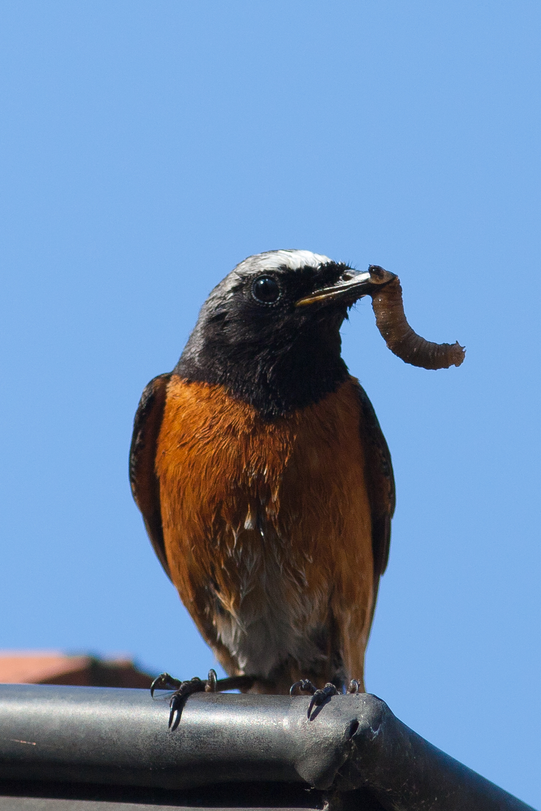 redstart male with prey