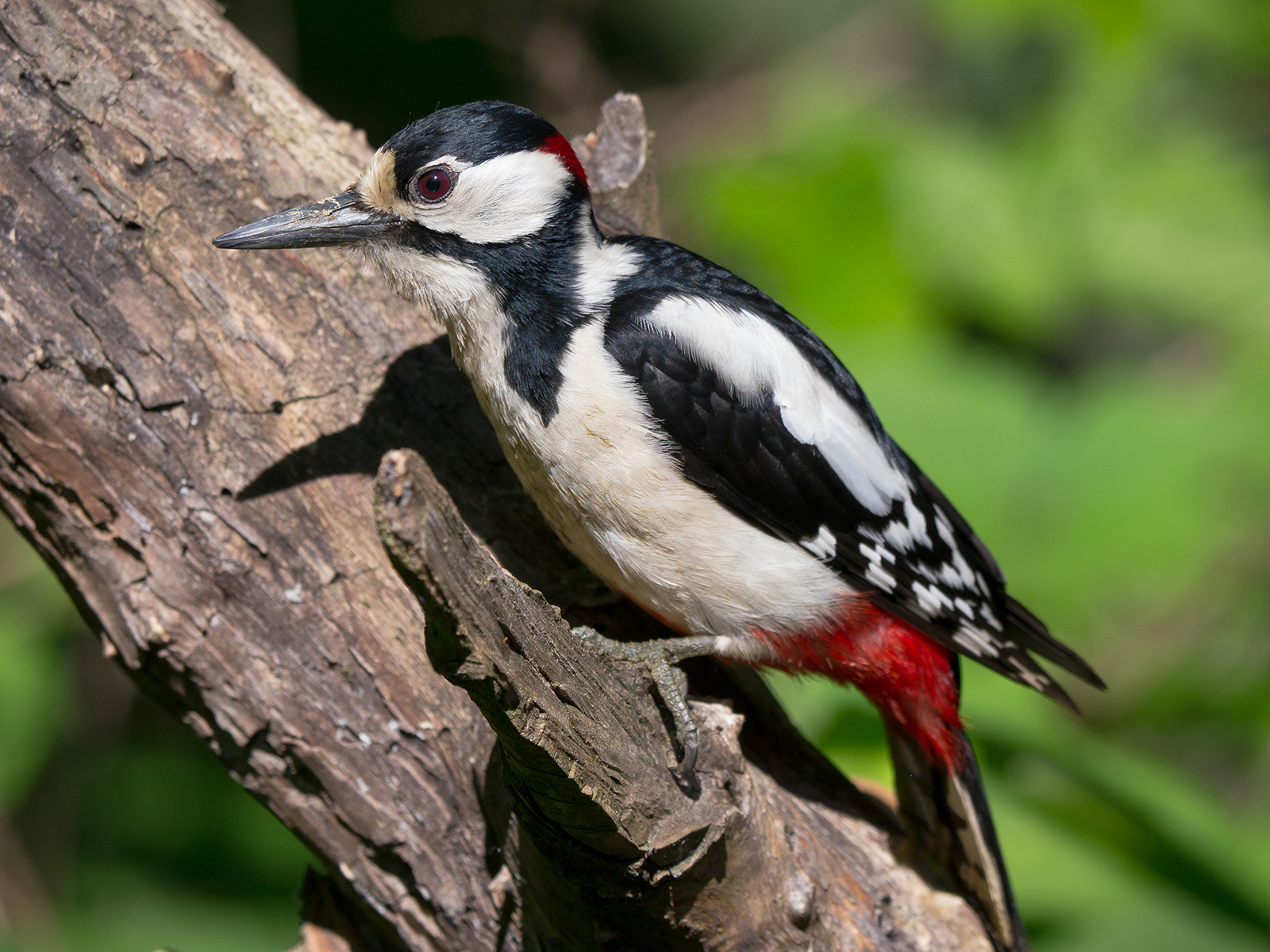 Picchio Rosso Maggiore (maschio)