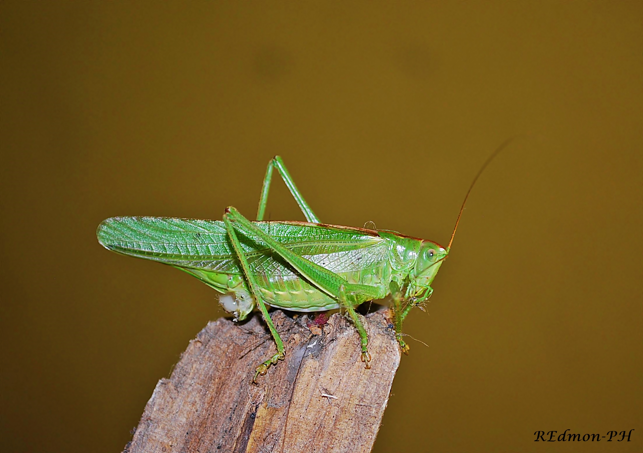 Tettigonia viridissima