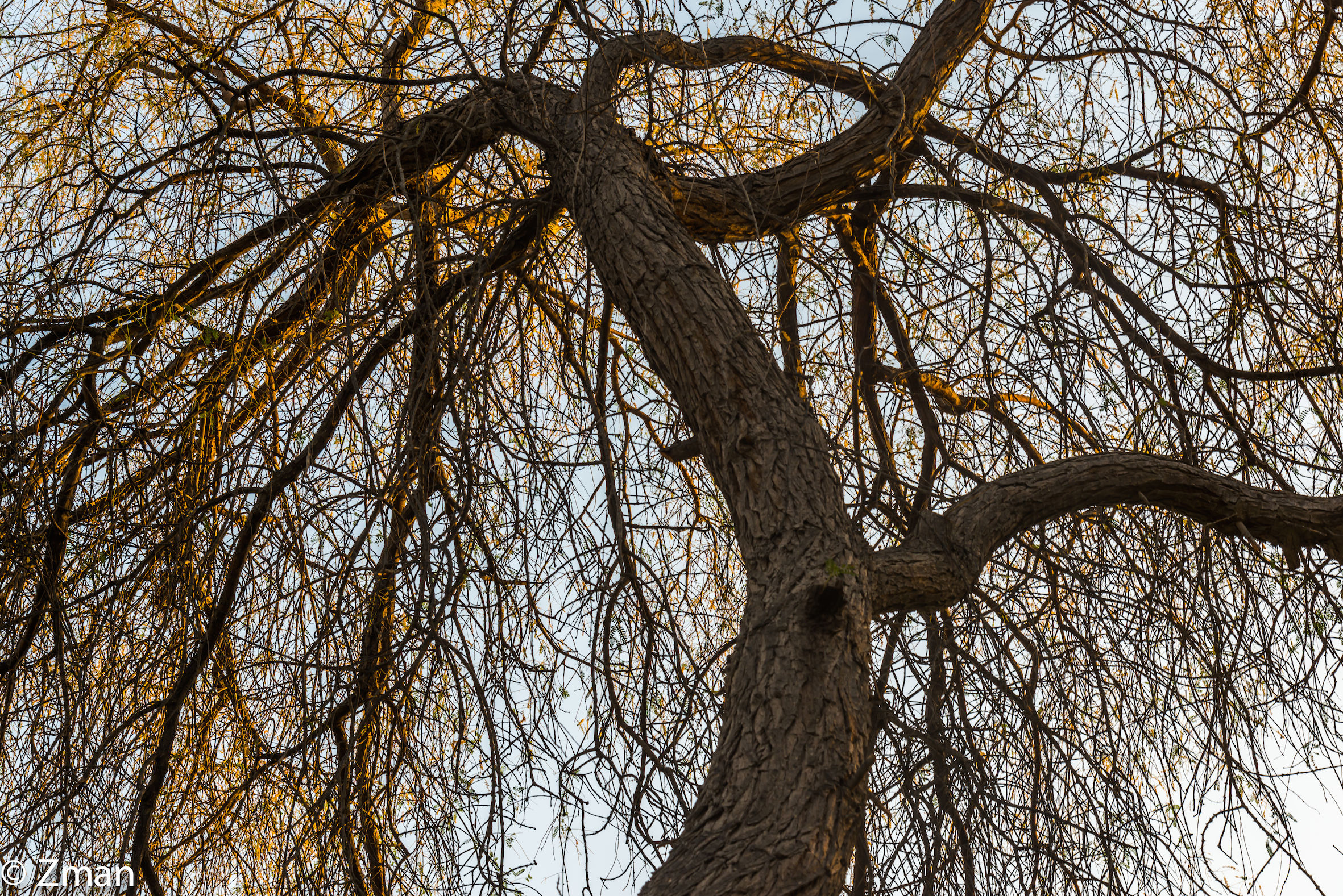Life is as Tangled as This Tree