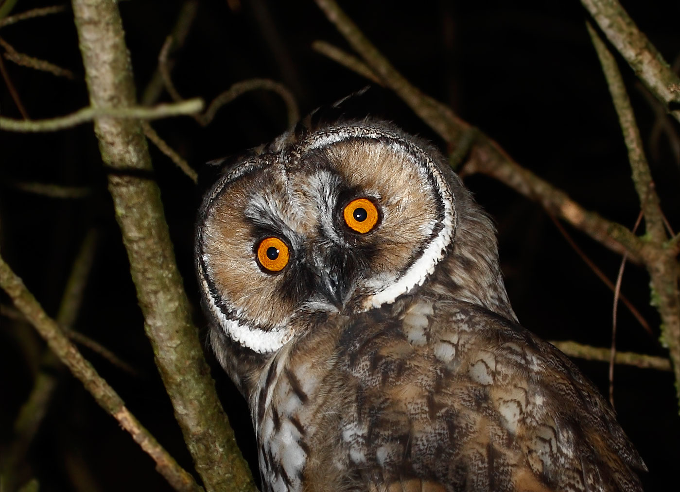 Close up of the owl