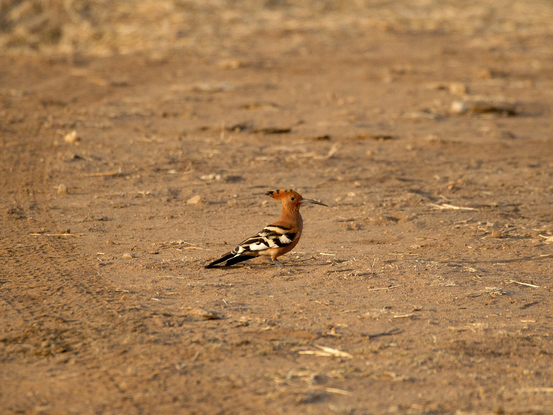 African hoopoe kenya