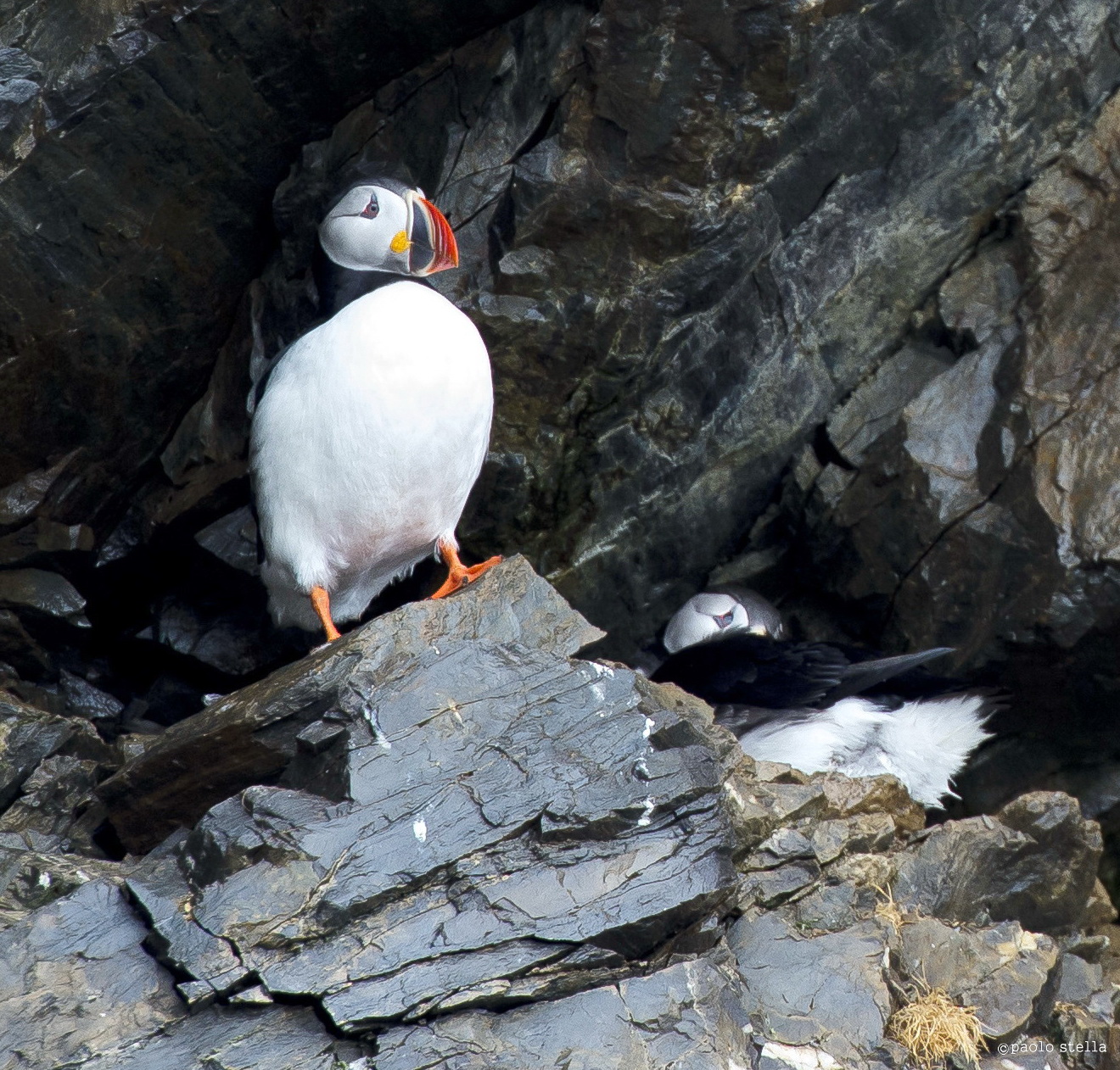 Atlantic puffin (Fratercula arctica)