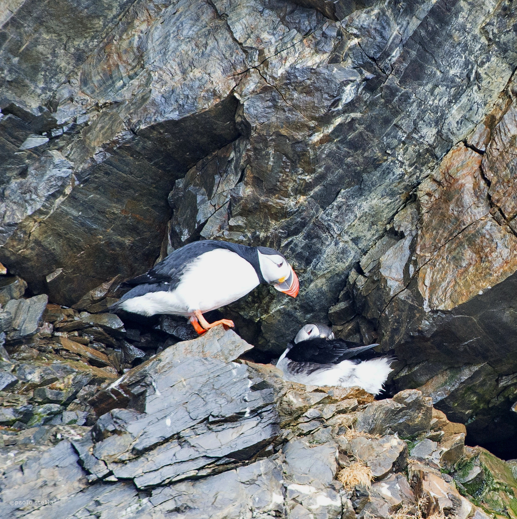 Atlantic puffins nest on the