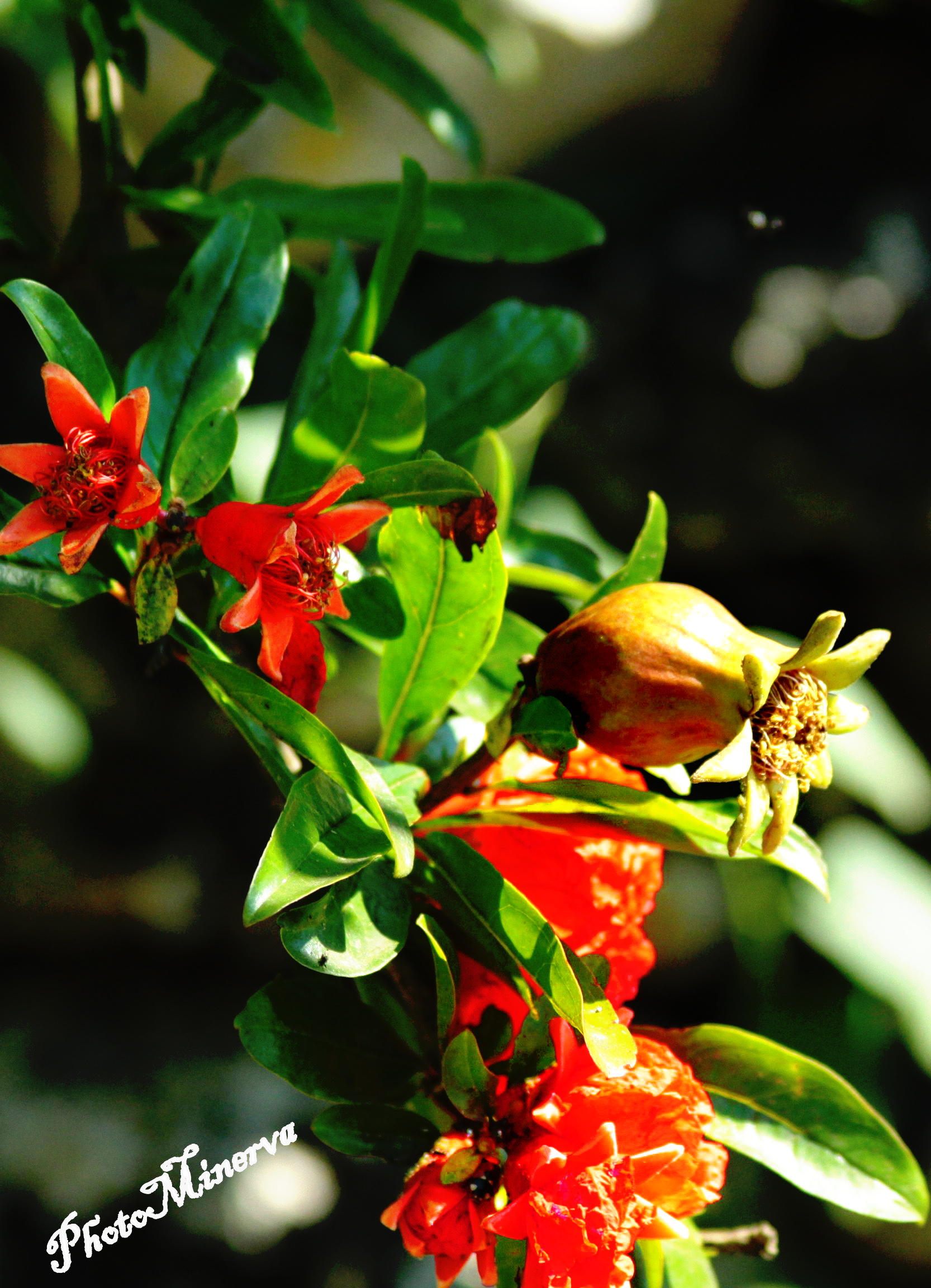 Flowers and Flowers II