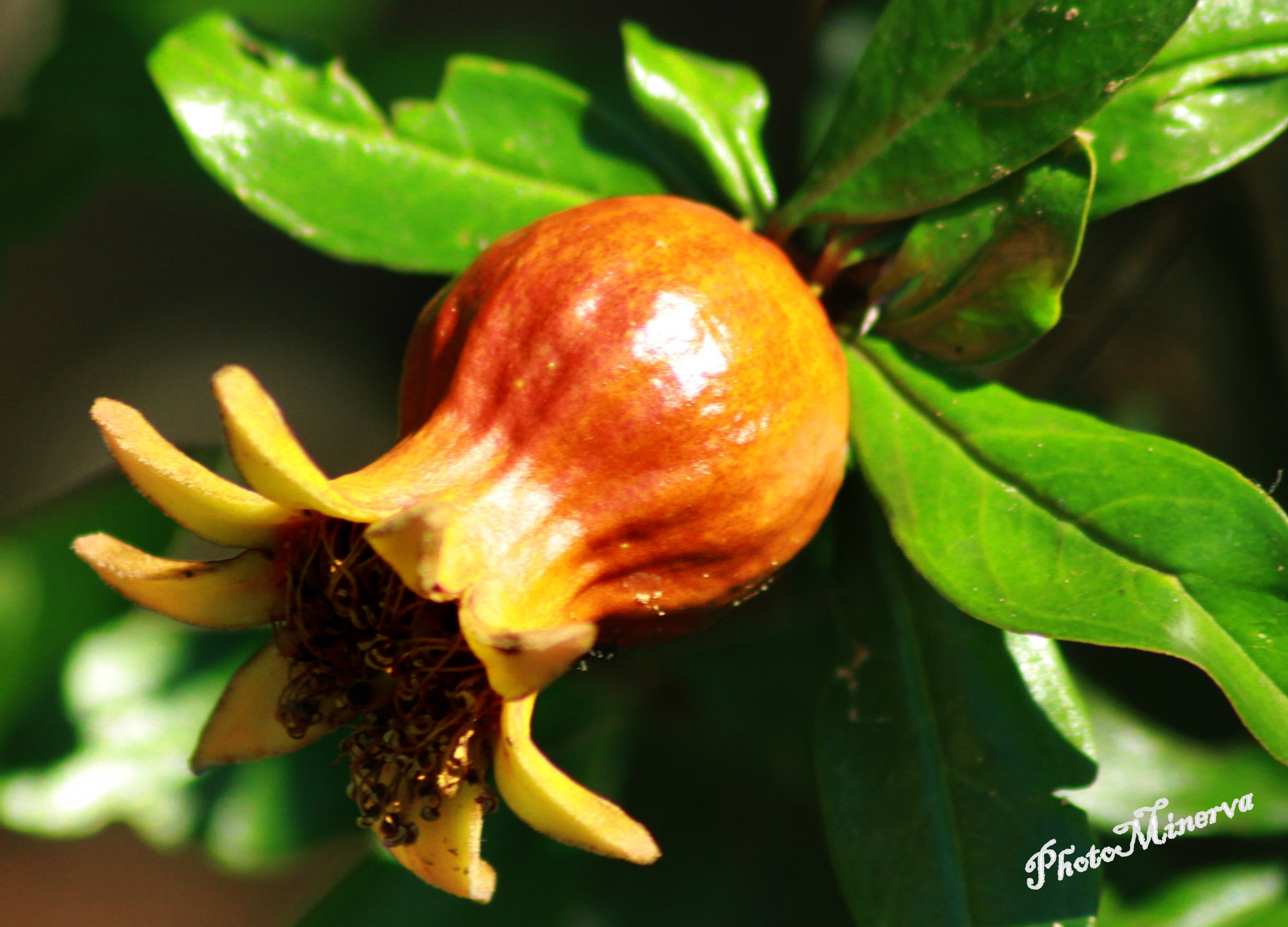 Flowers and Flowers III