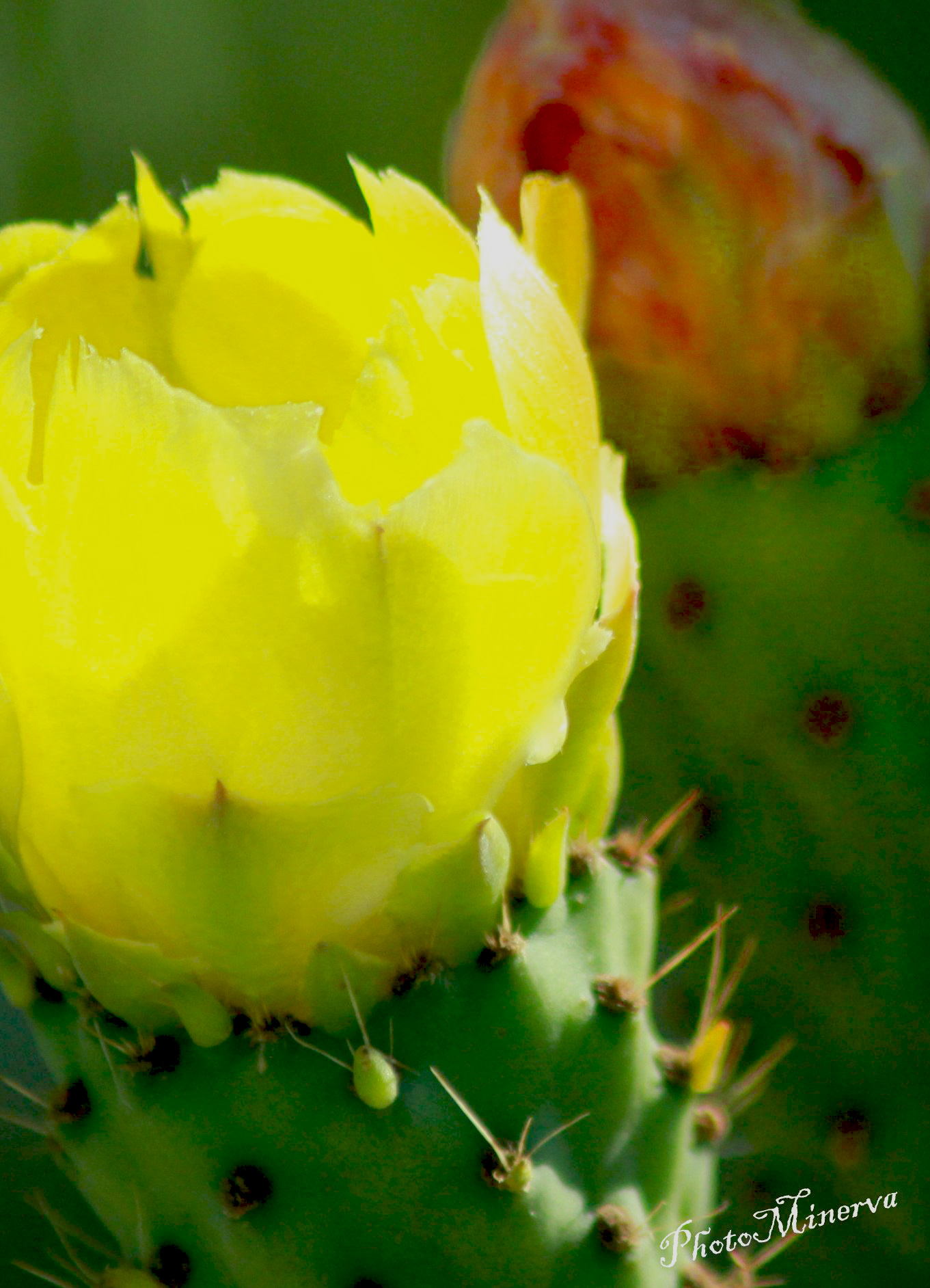 Flowers and Flowers V