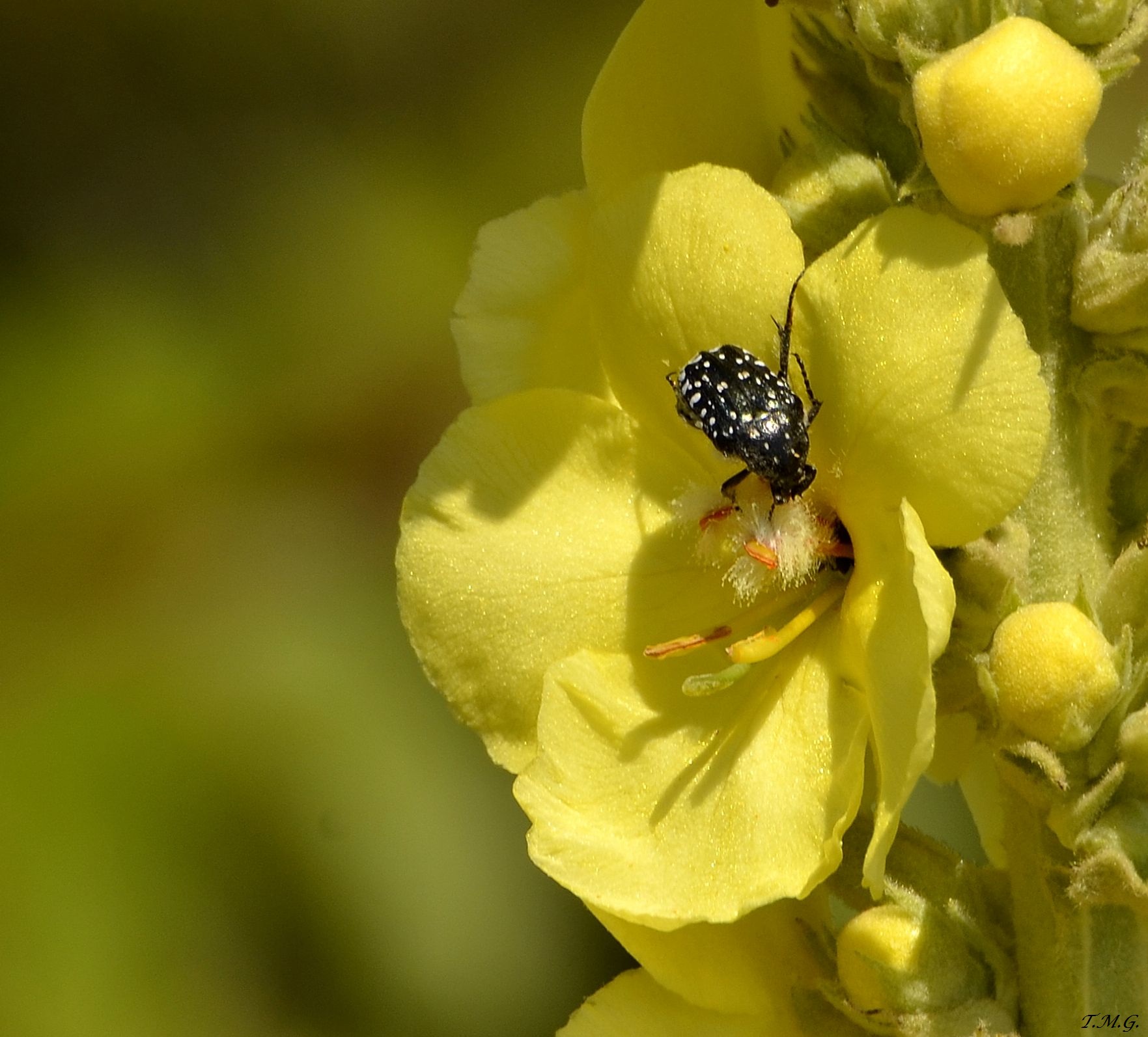Yellow summer on the day of the solstice
