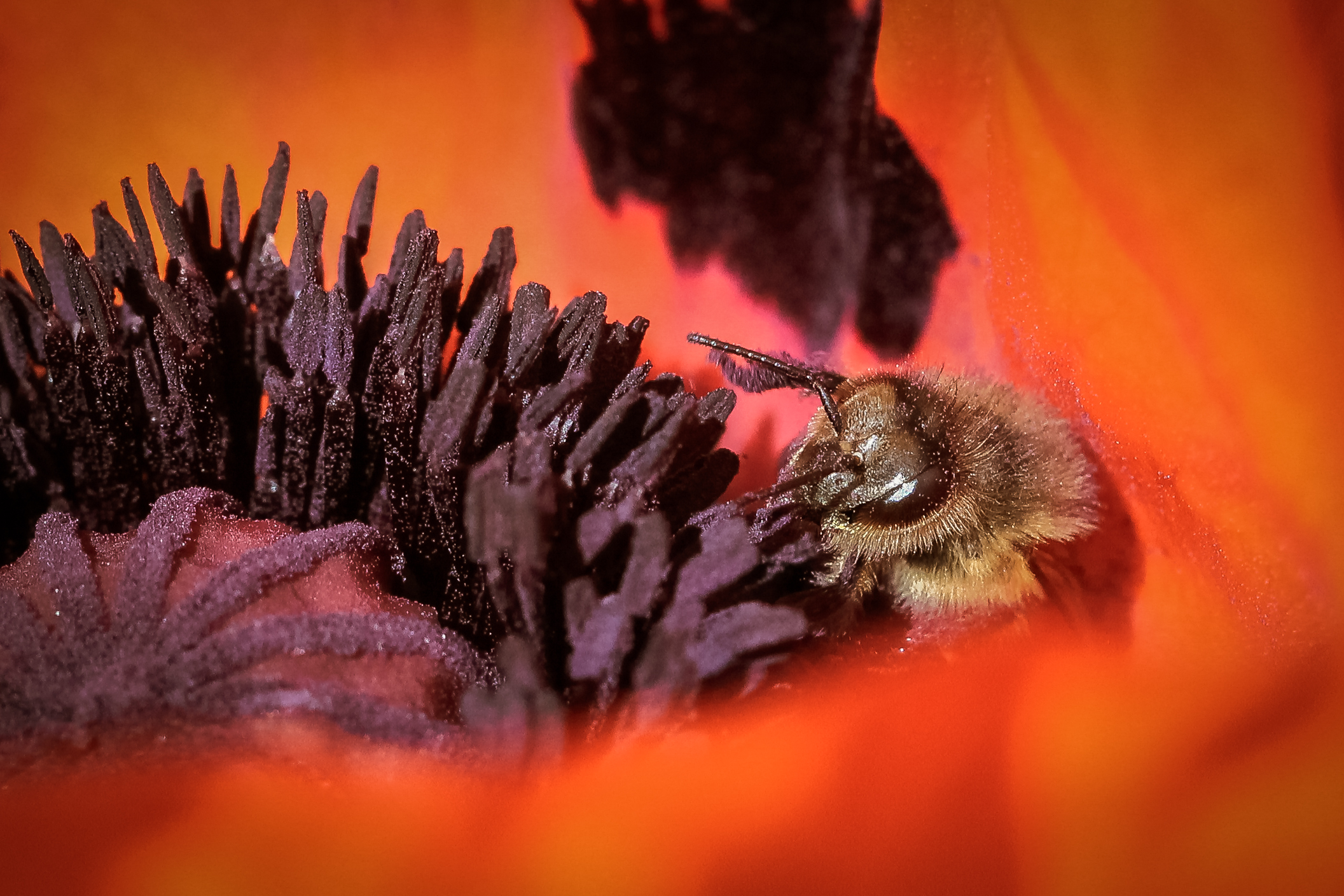 Bee In A Poppy (2)
