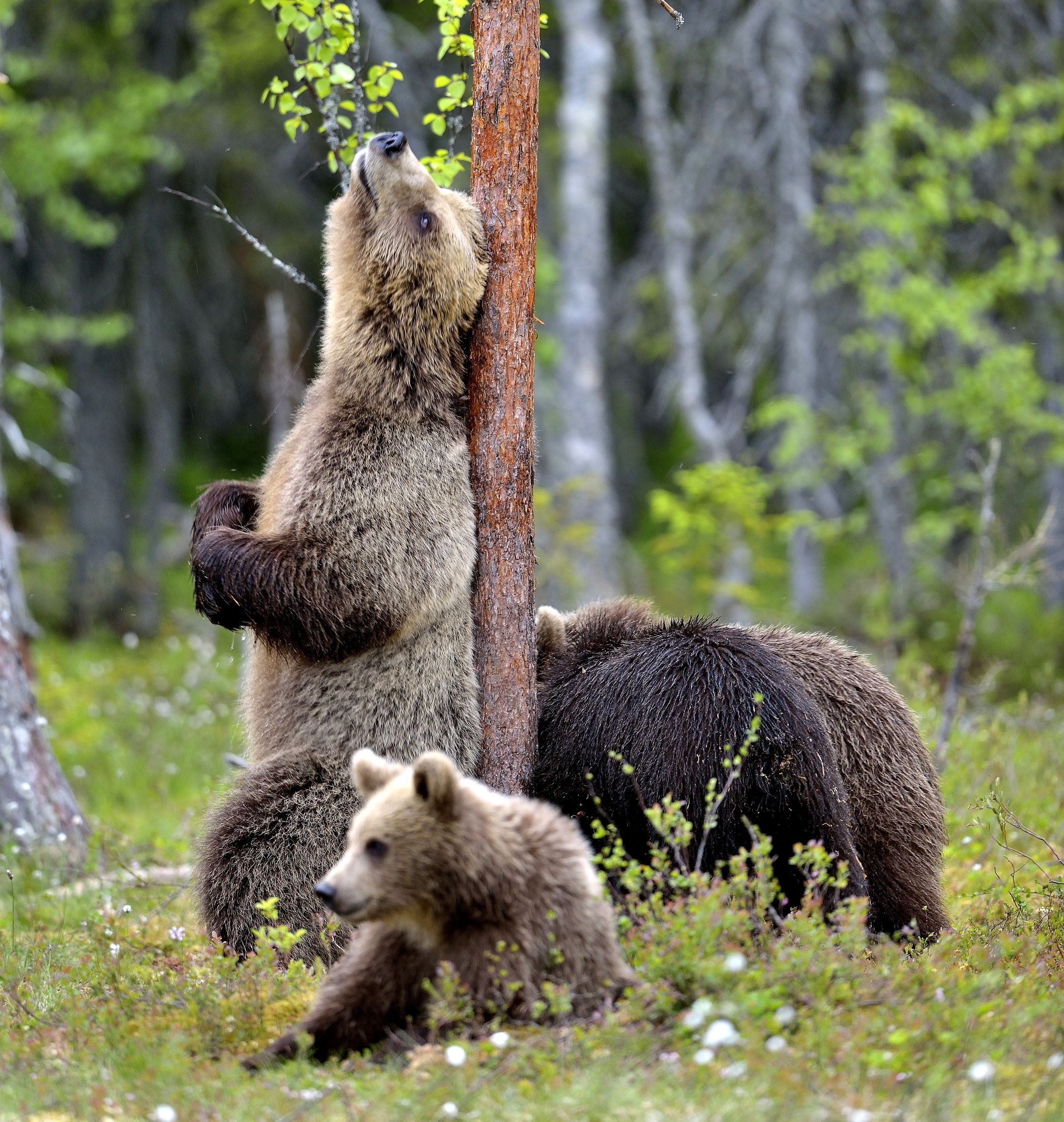 Martinselkonen - Che grattata goduriosa!