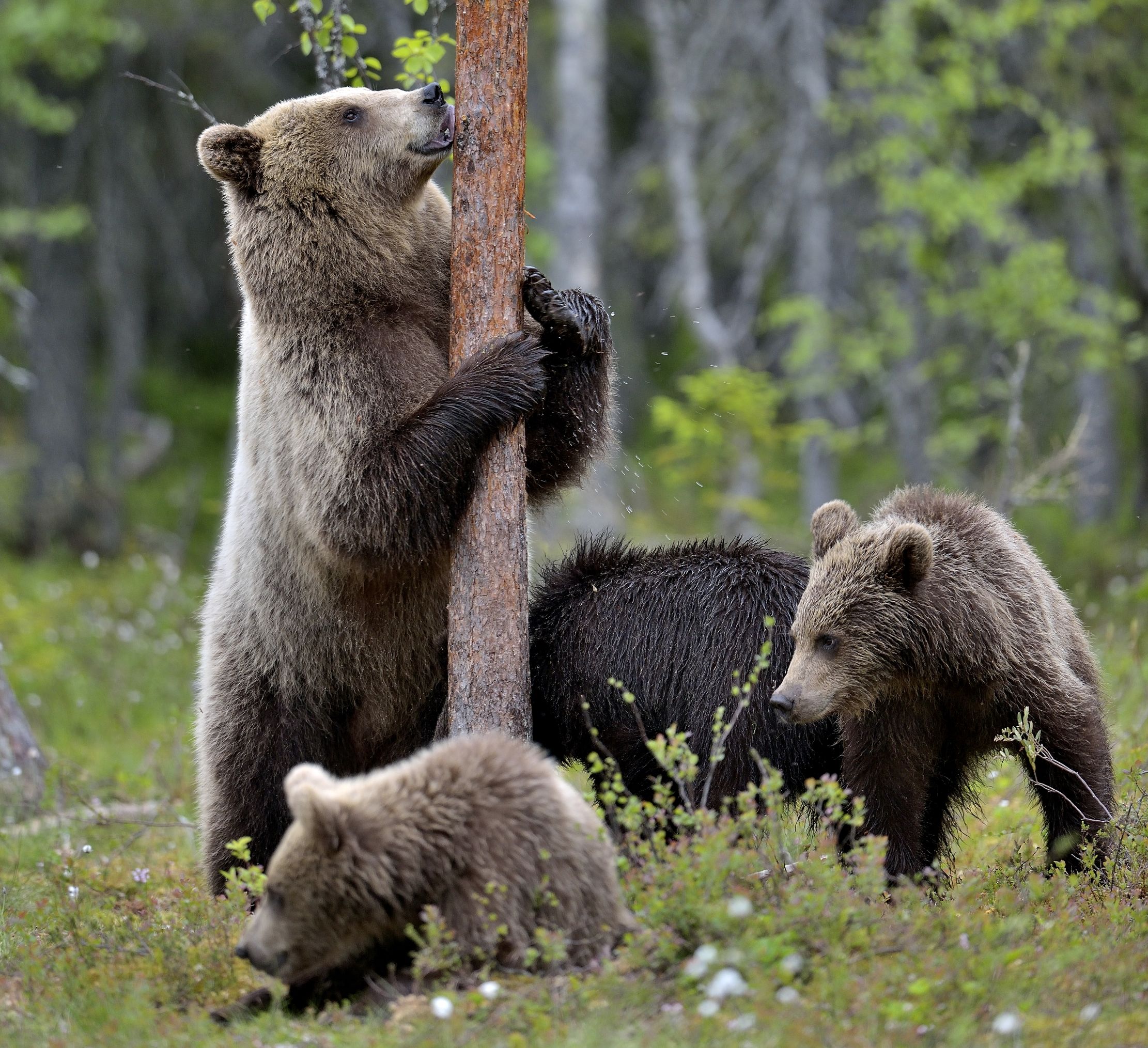 Martinselkonen - Lap dance