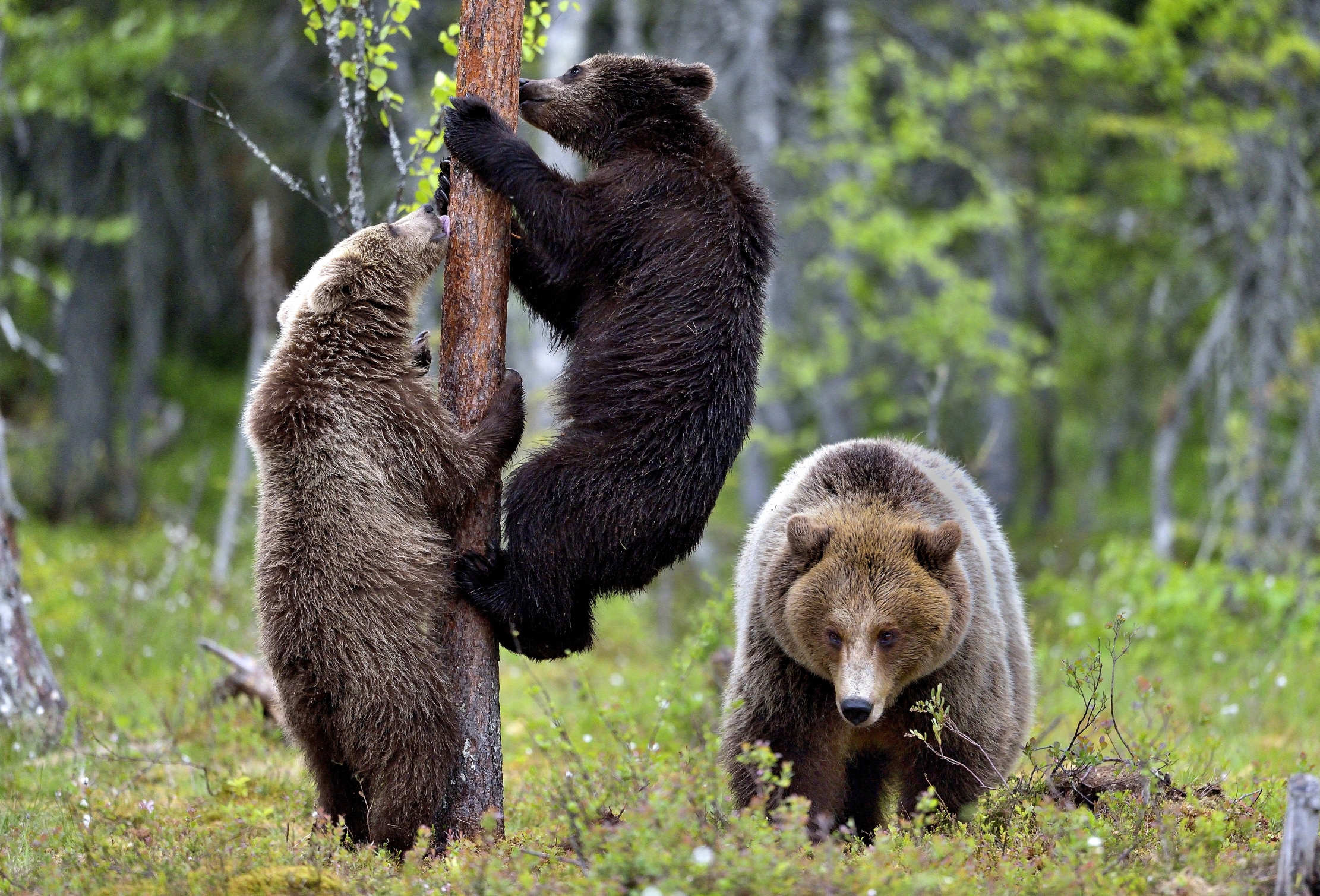 Martinselkonen - Orsi bruni