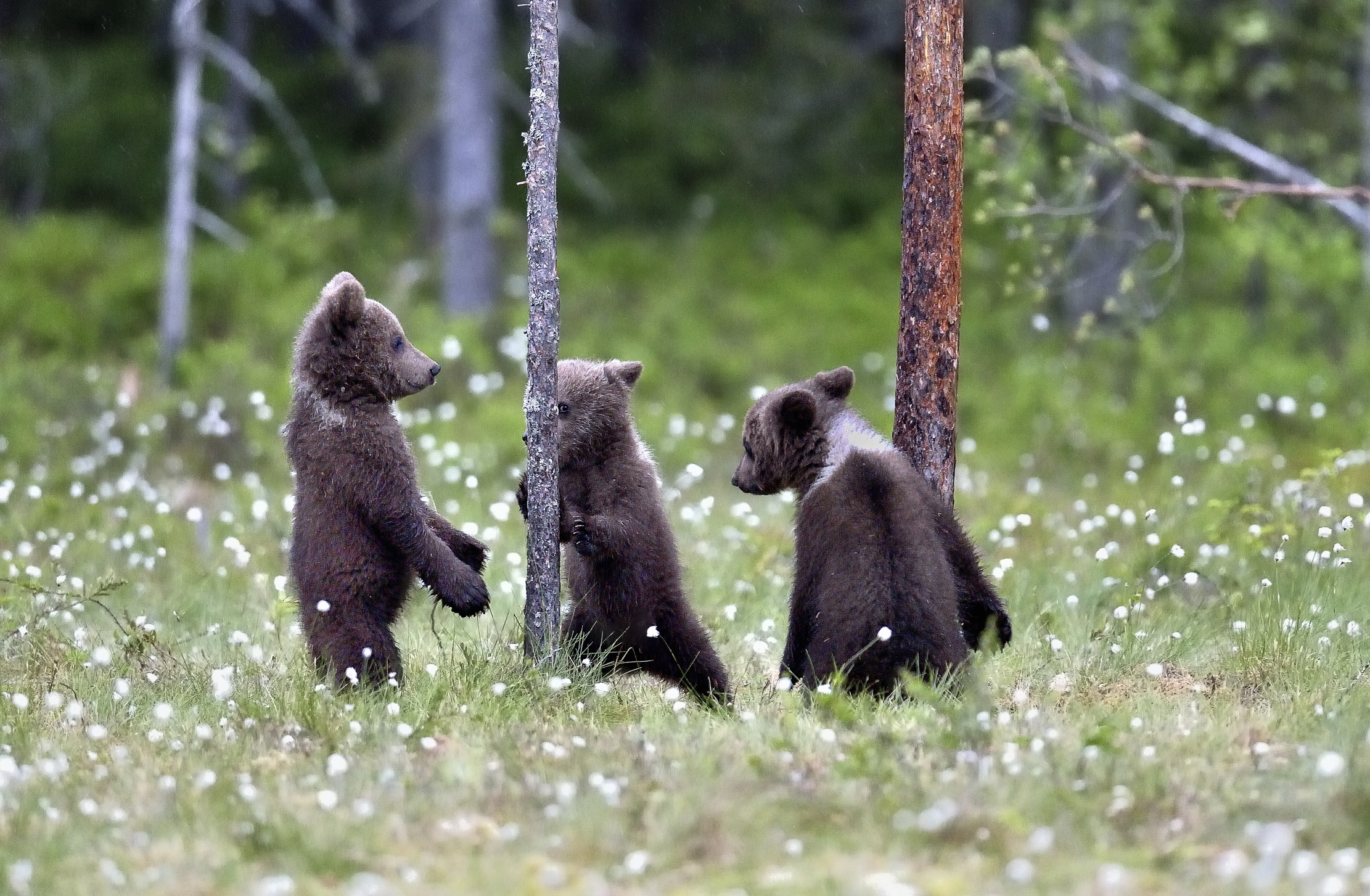 Martinselkonen - Orsacchiotti