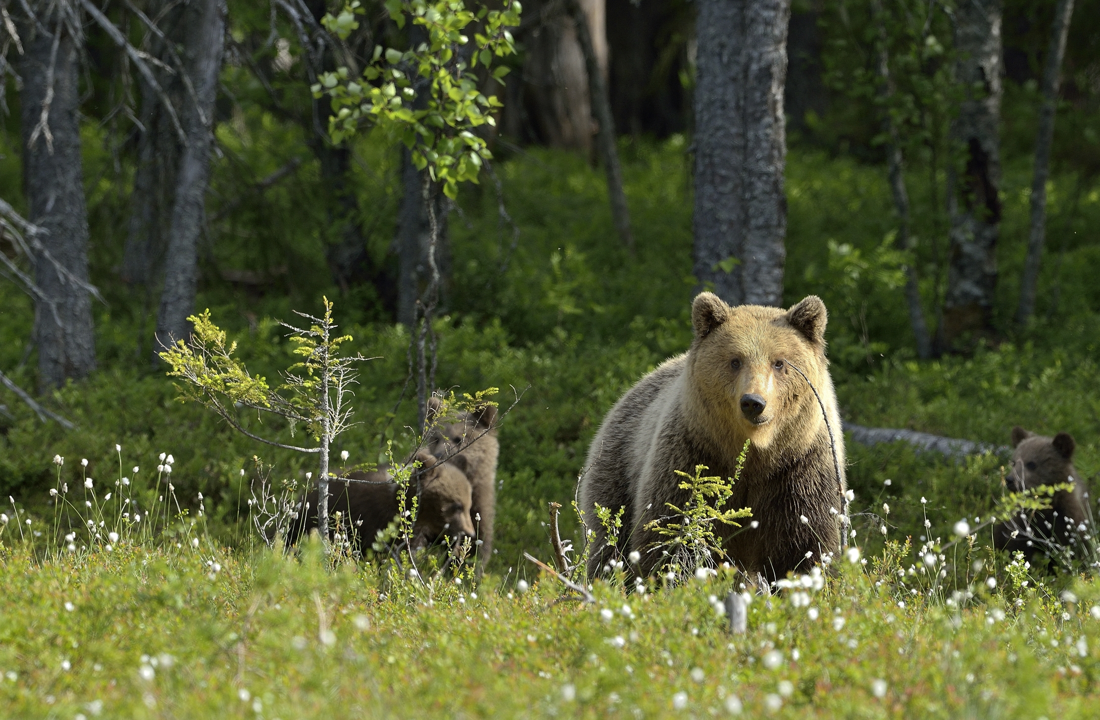 Martinselkonen - Mamma orsa e orsacchiotti
