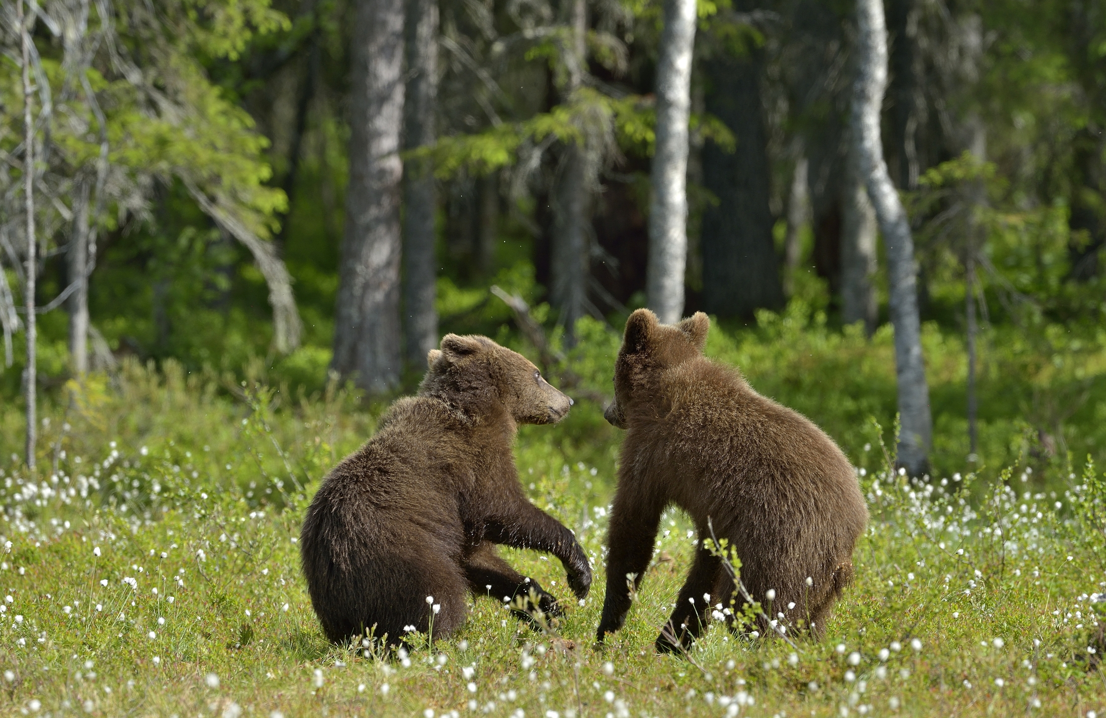 Martinselkonen - Giovani orsi