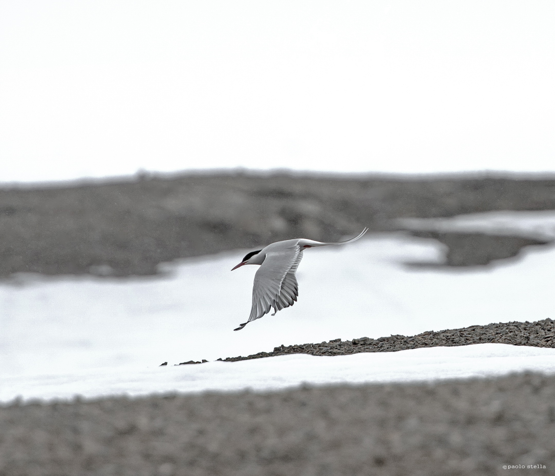 Arctic tern on flight