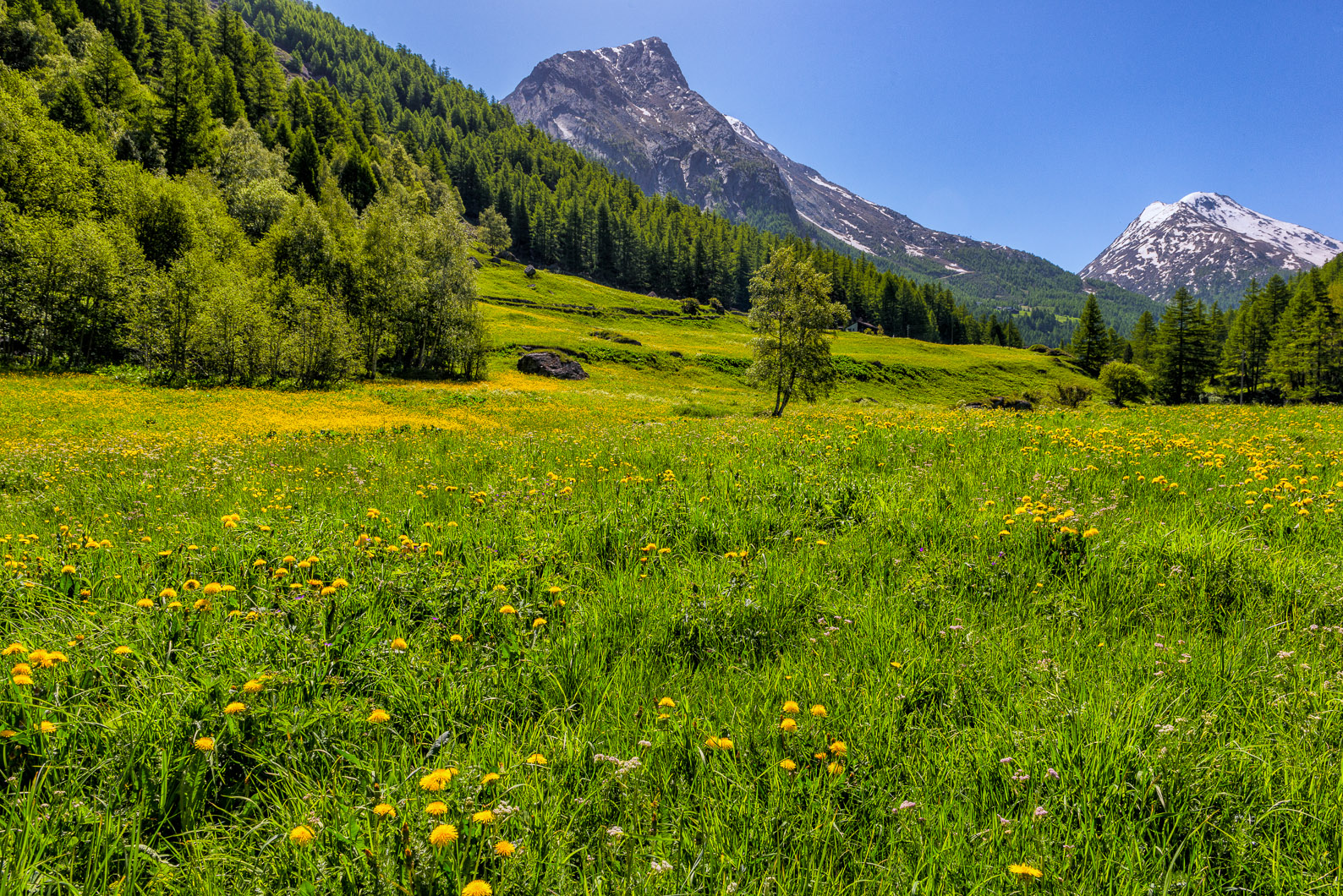 My Country - Svizzera