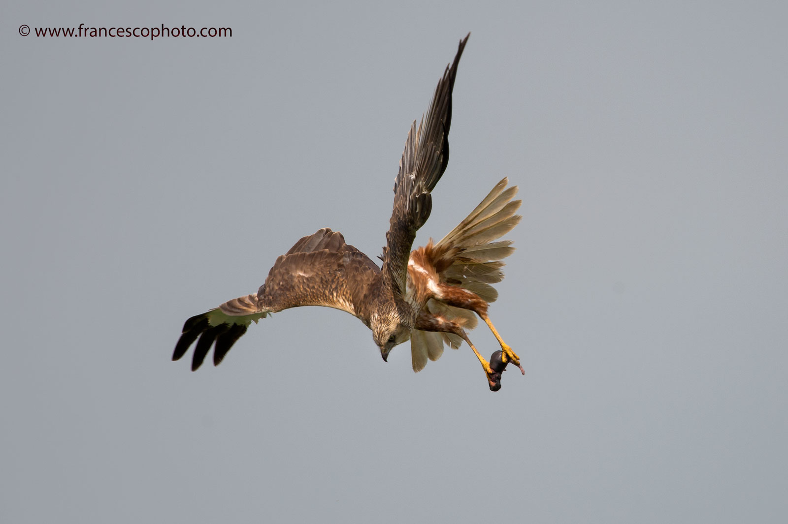 F d P in atterraggio al nido