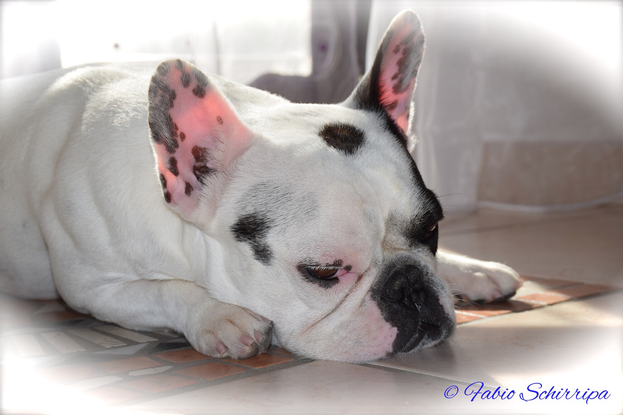 Bullino in pausa di riflessione