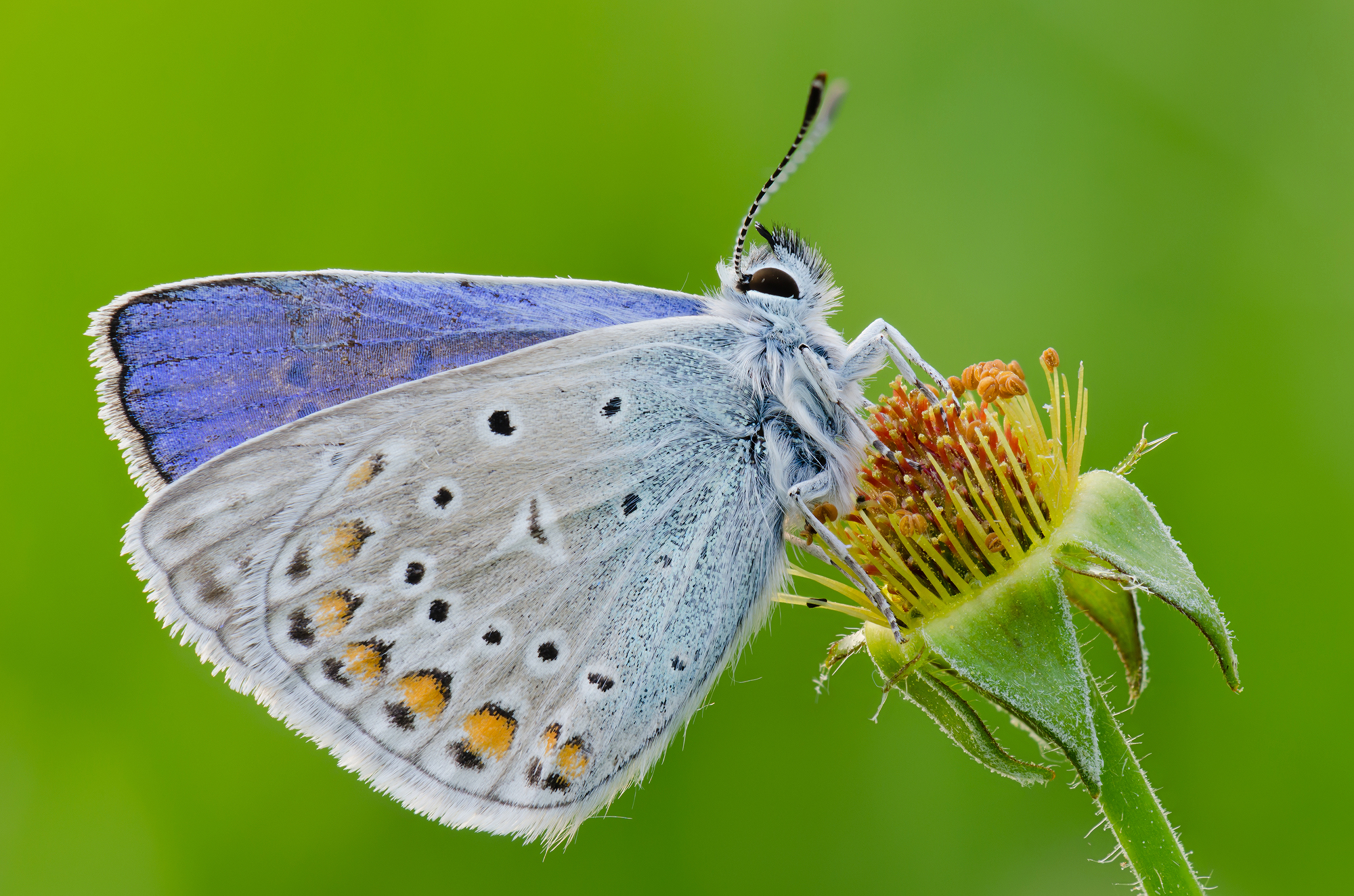 Polyommatus icarus