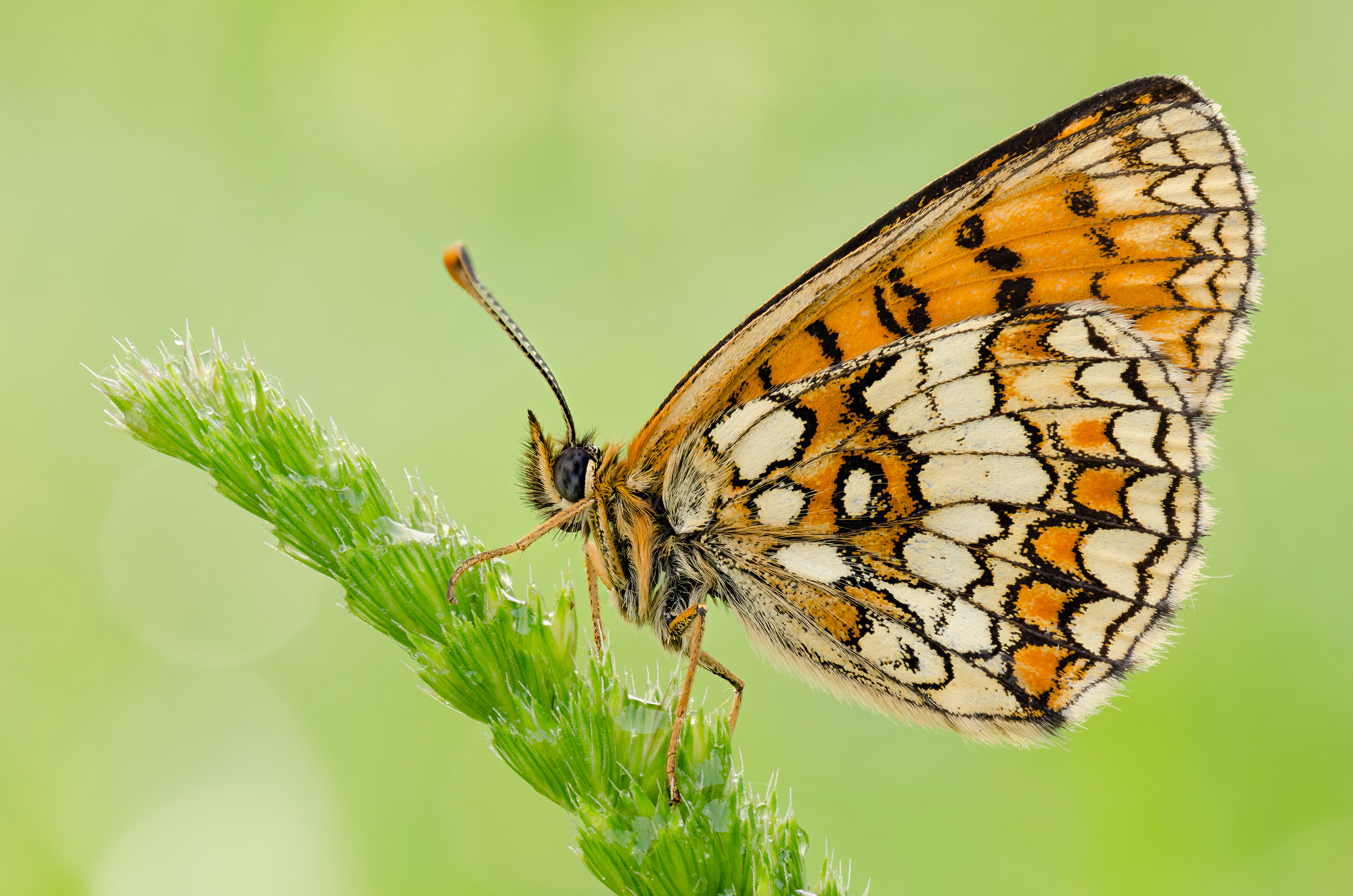 Melitaea athalia