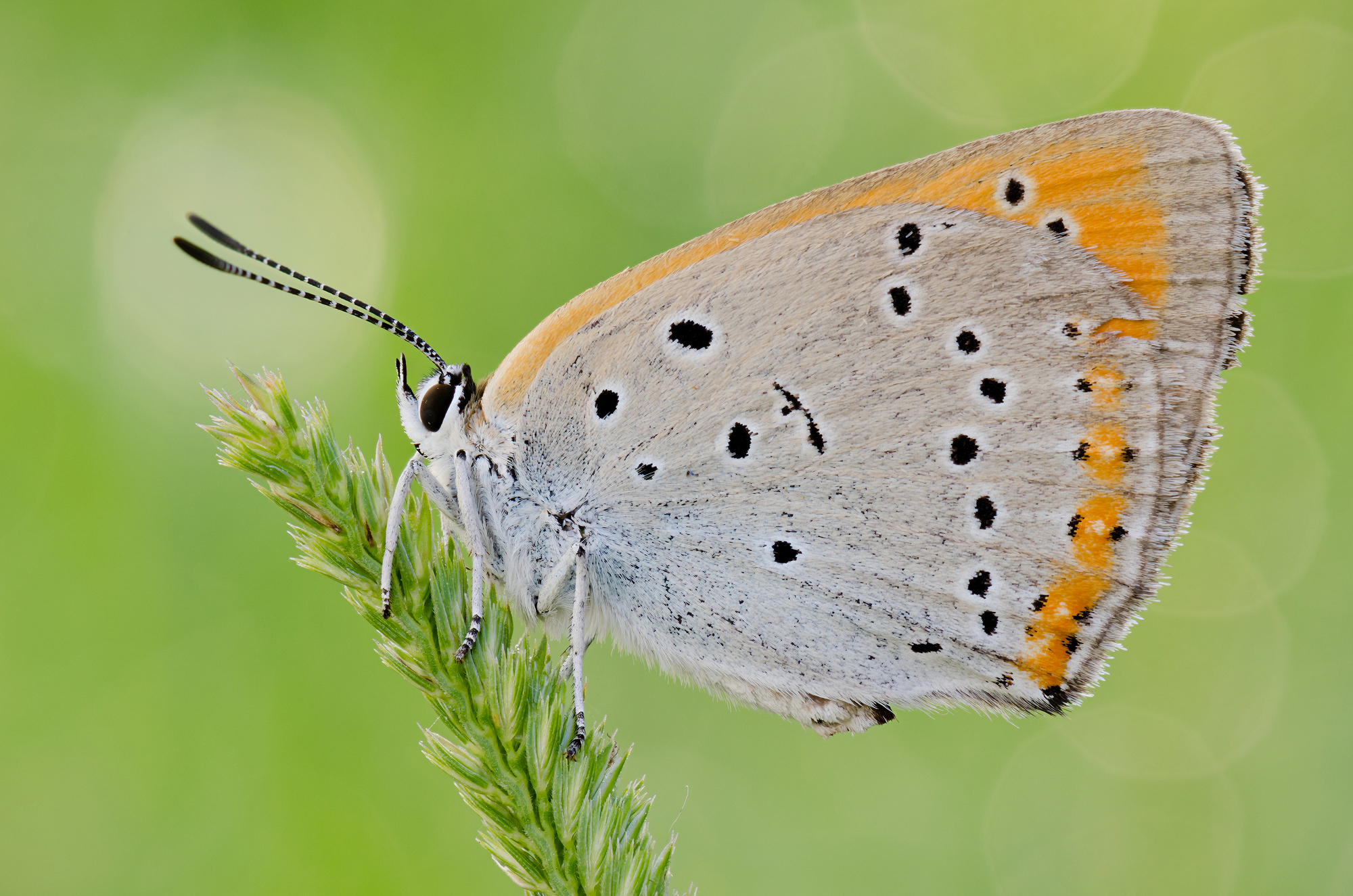 Lycaena dispar