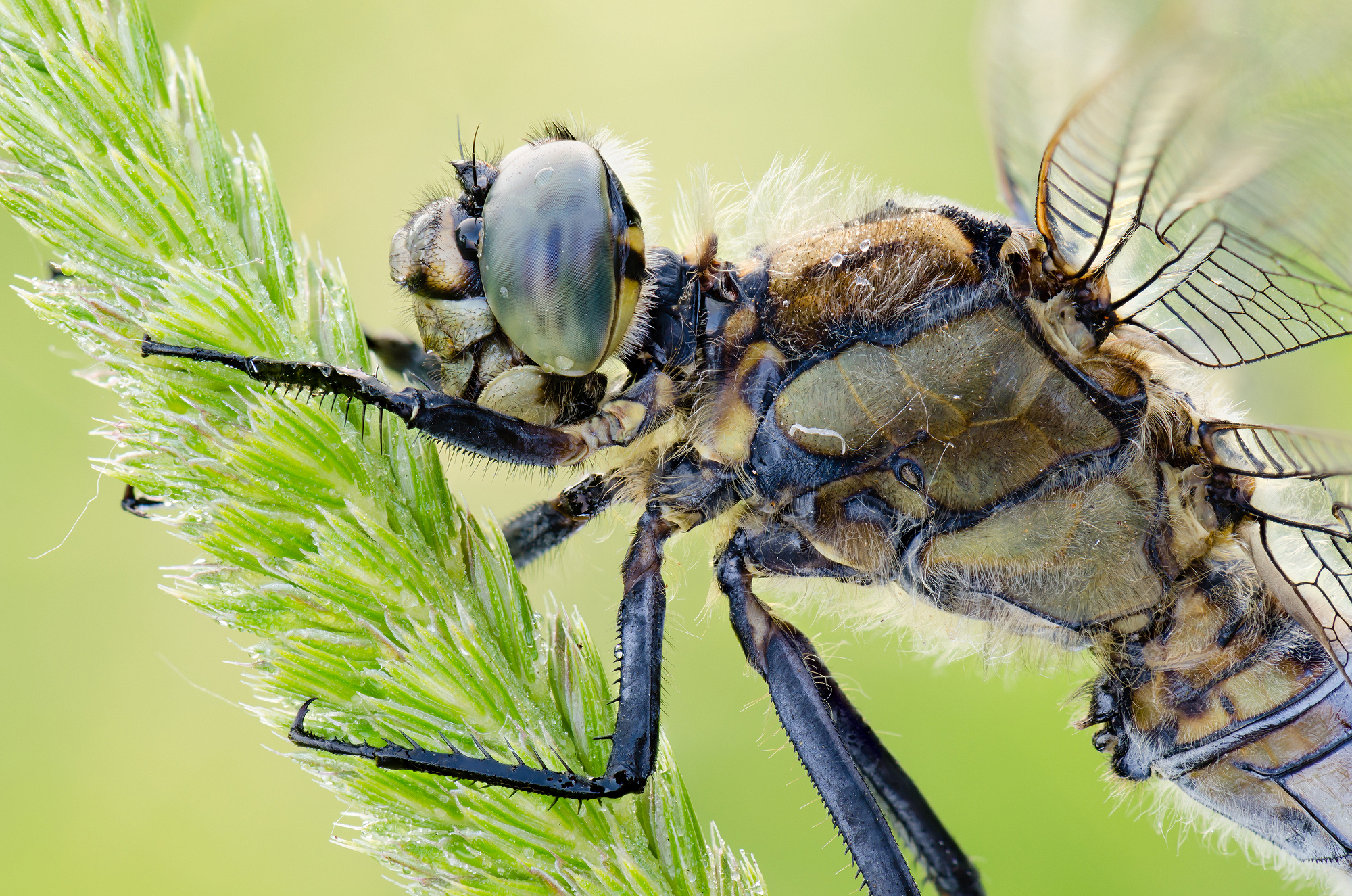 Orthetrum cancellatum