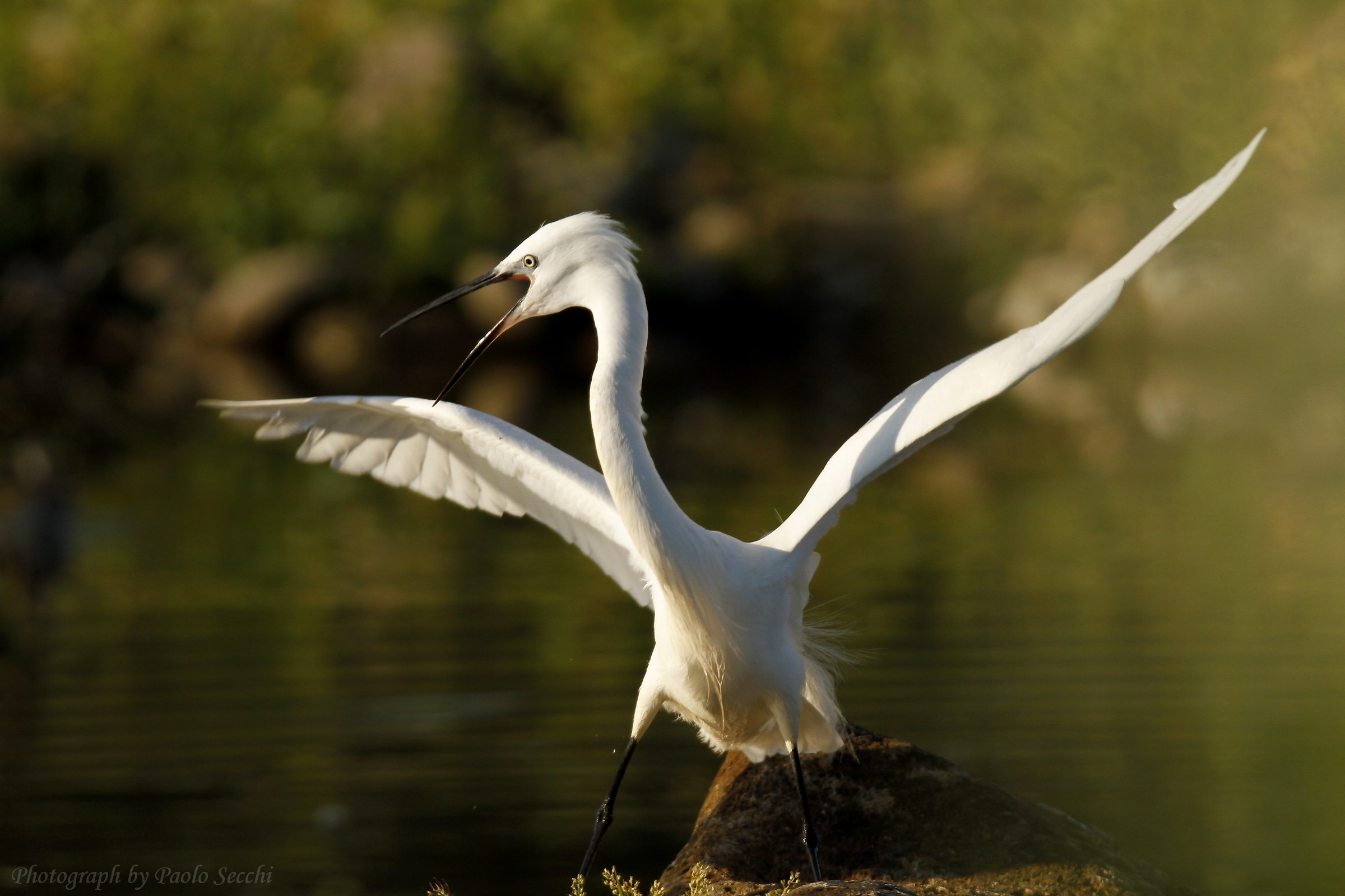 Kung fu egret