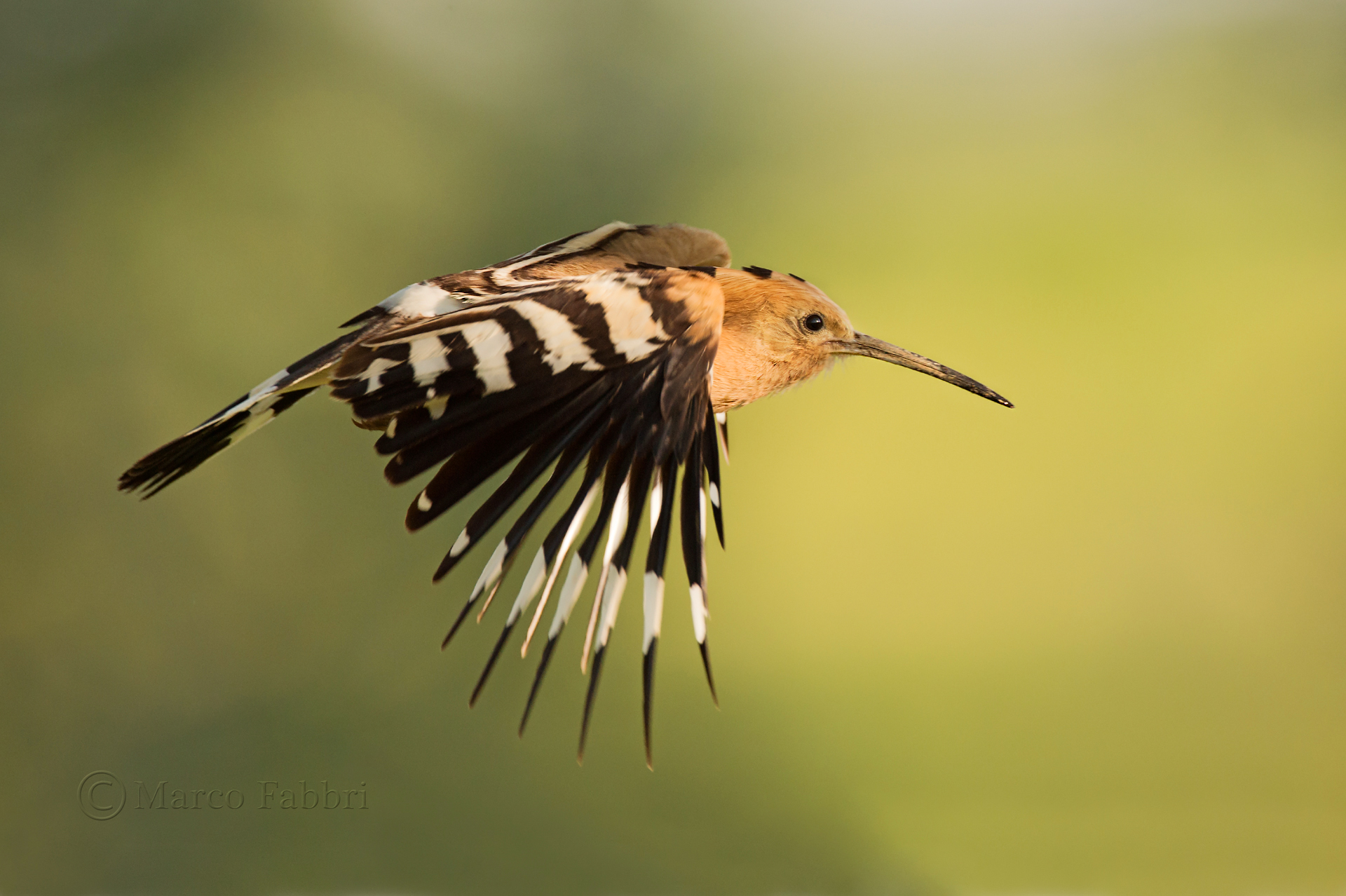 Hoopoe in flight