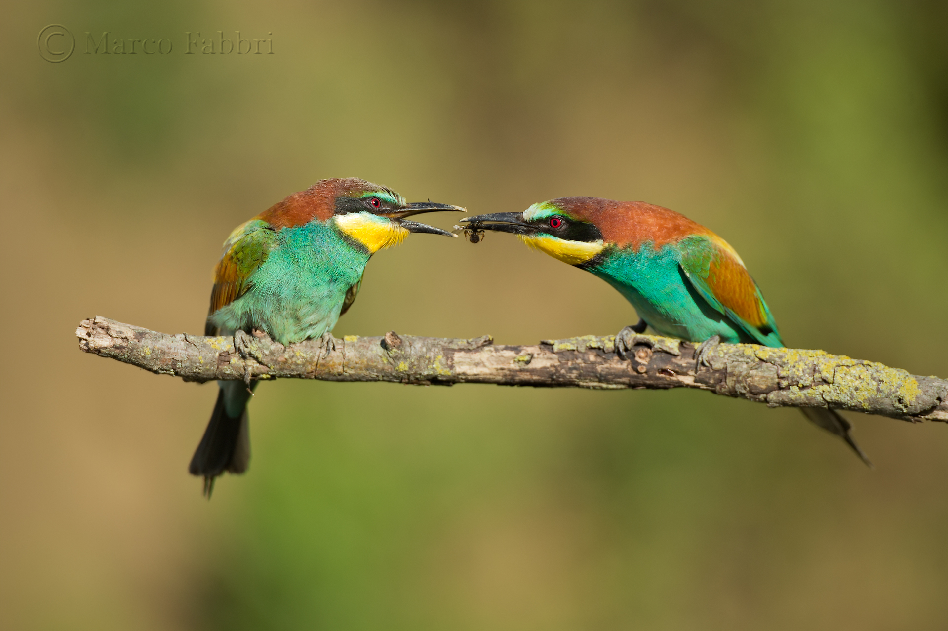 The exchange of the gift