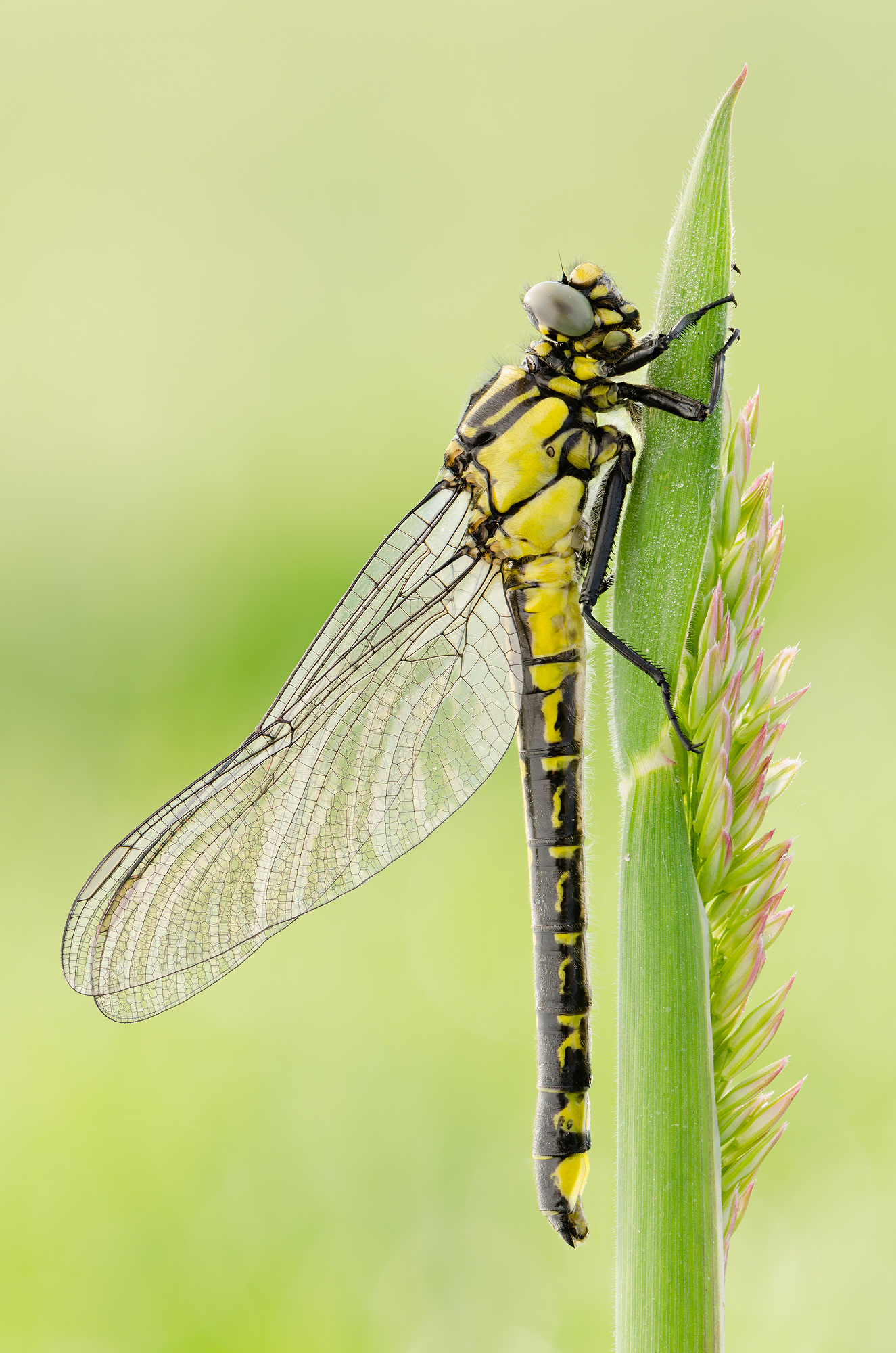 Gomphus vulgatissimus