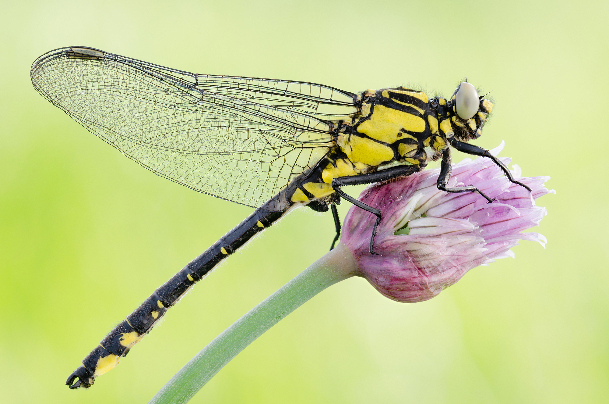 Gomphus vulgatissimus