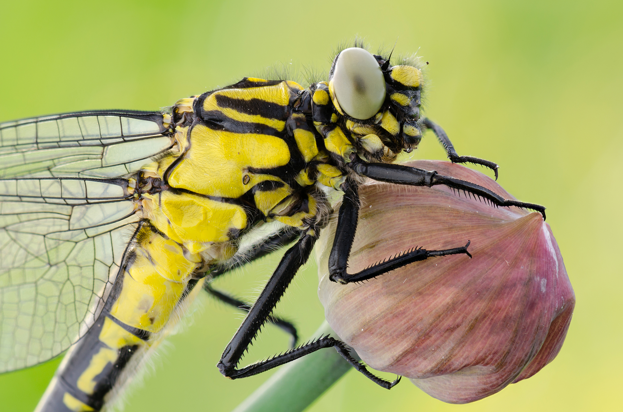 Gomphus vulgatissimus
