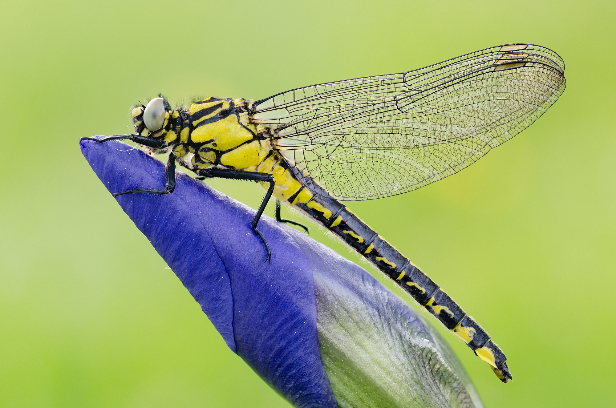 Gomphus vulgatissimus