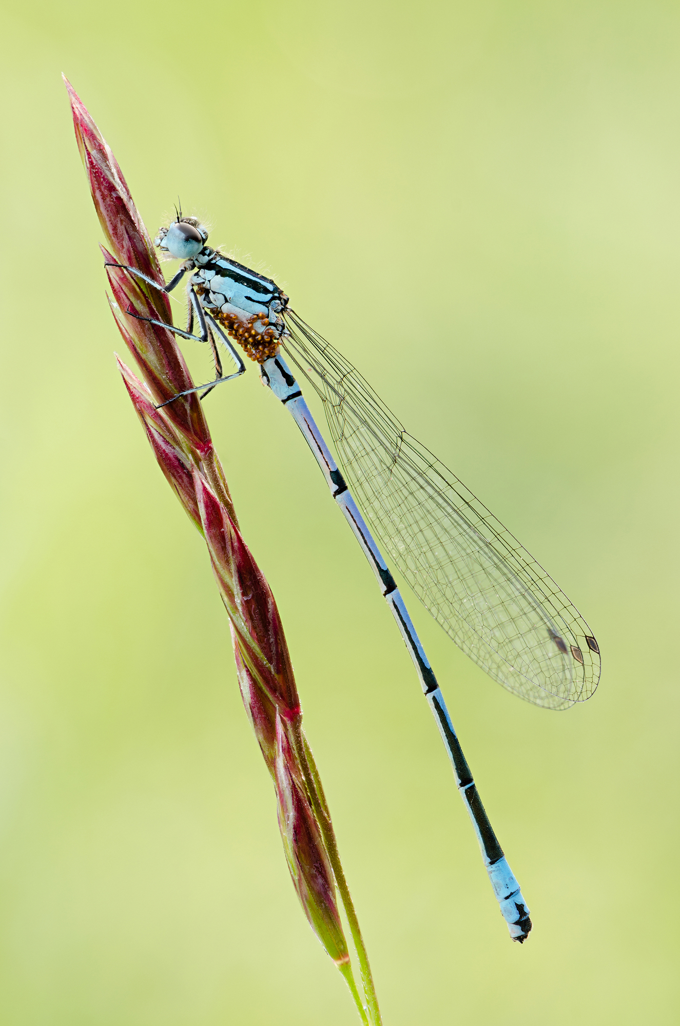 Platycnemis pennipes