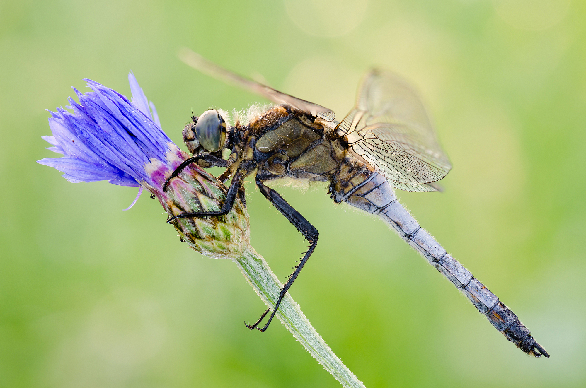 Orthetrum cancellatum
