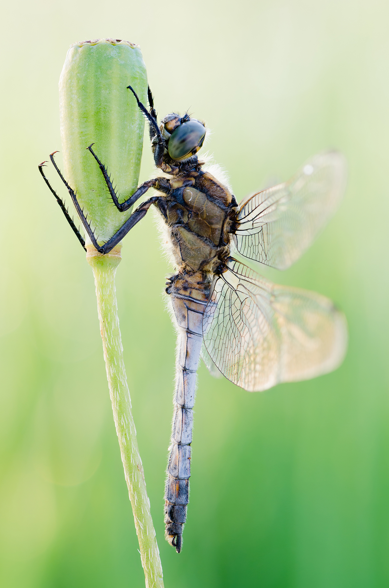 Orthetrum cancellatum