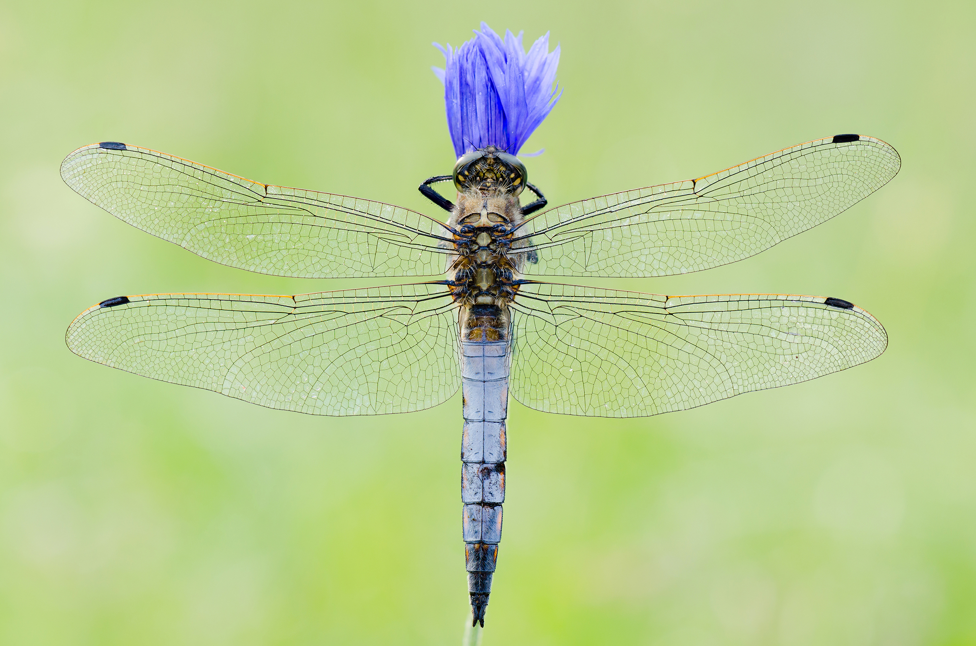 Orthetrum cancellatum