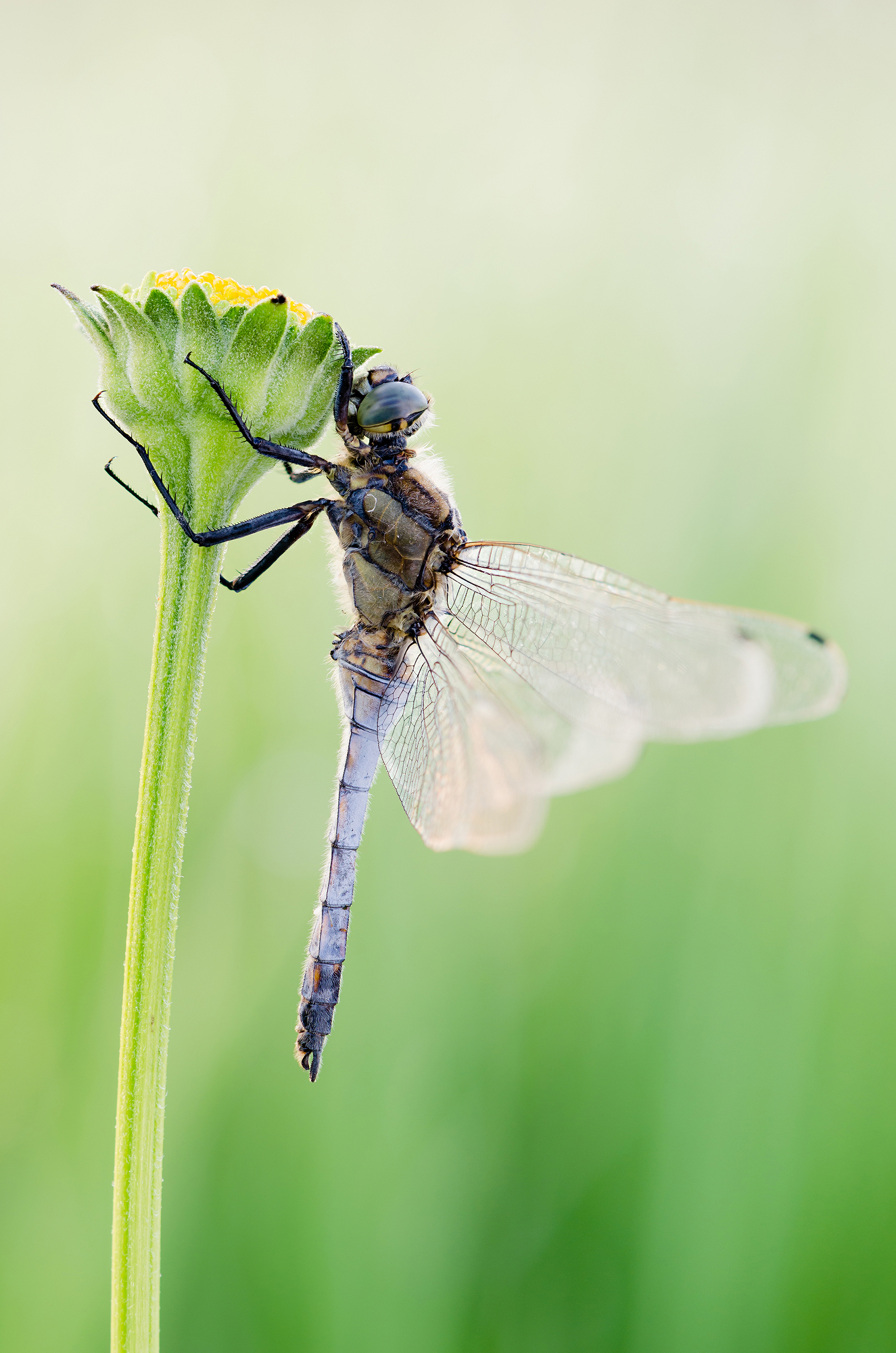 Orthetrum cancellatum