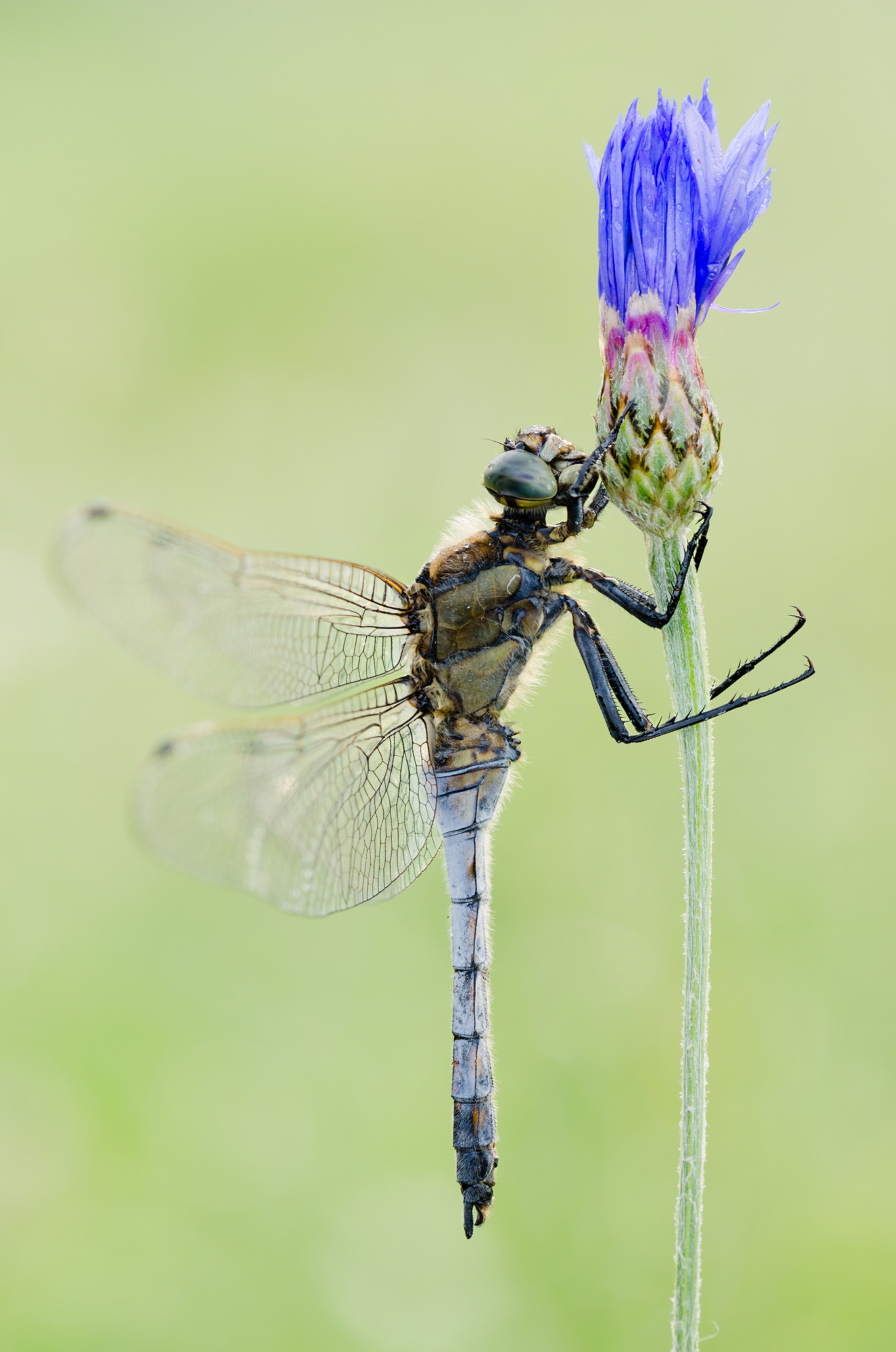 Orthetrum cancellatum