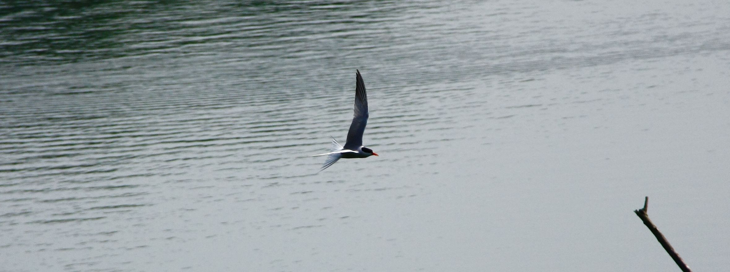 Sterna Neris in volo